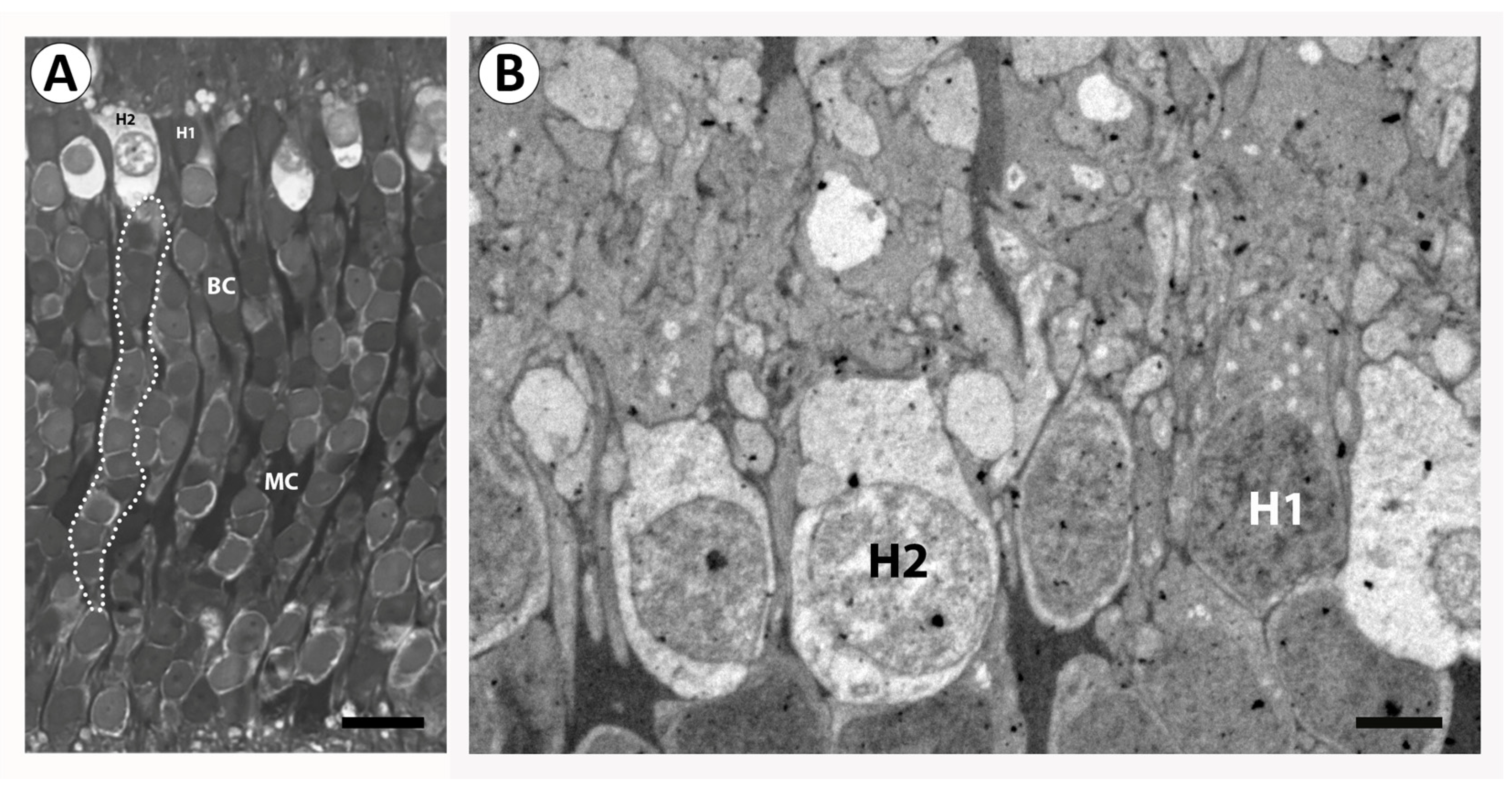 Birds 06 00007 g006 Birds 06 00007 g006