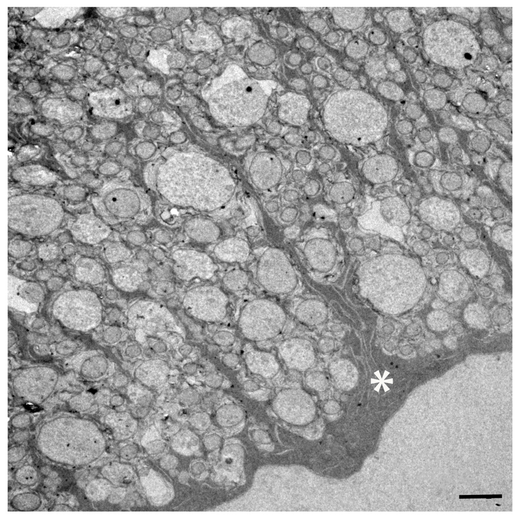 Birds 06 00007 g007 Birds 06 00007 g007