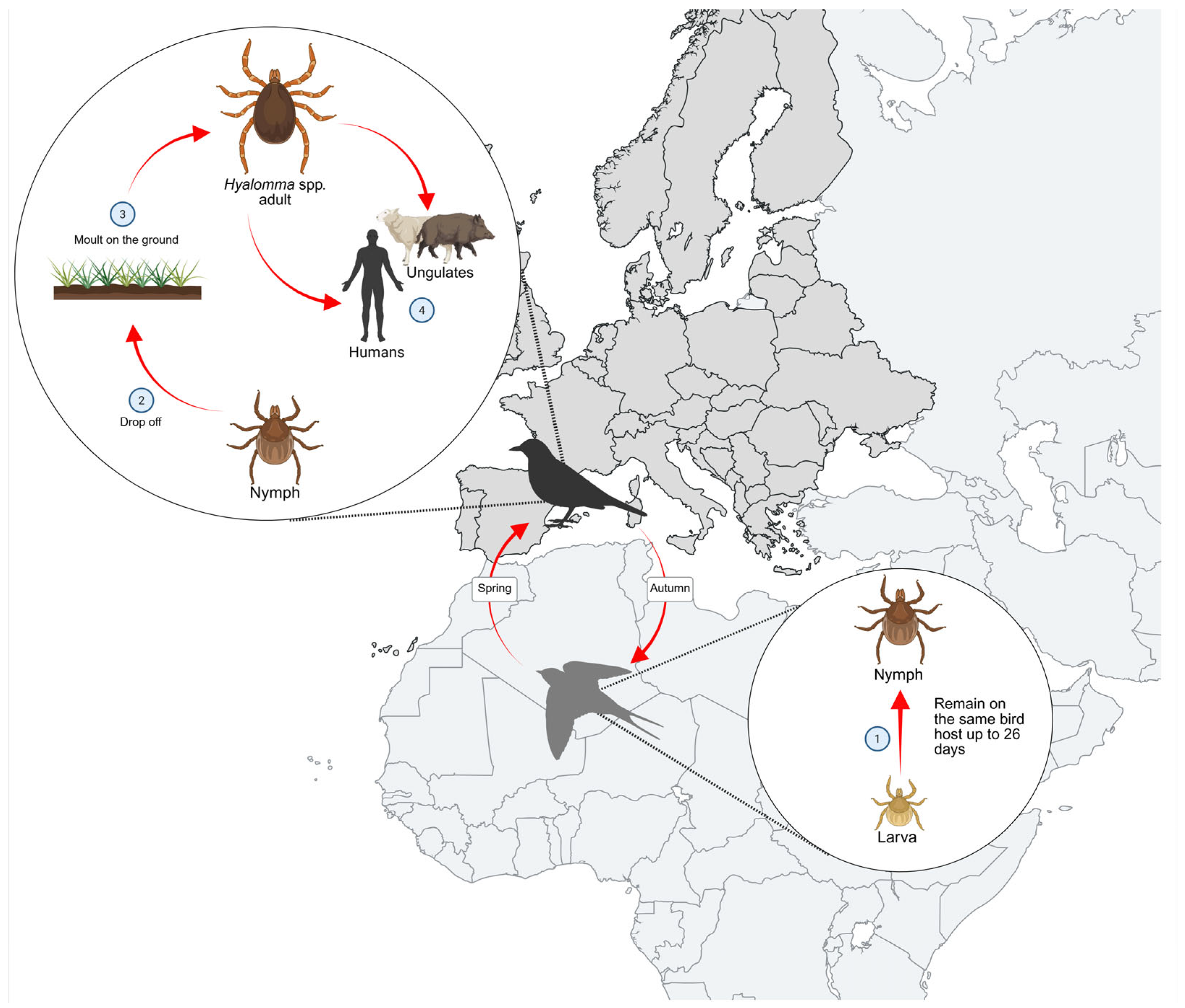Birds 06 00031 g005 Birds 06 00031 g005