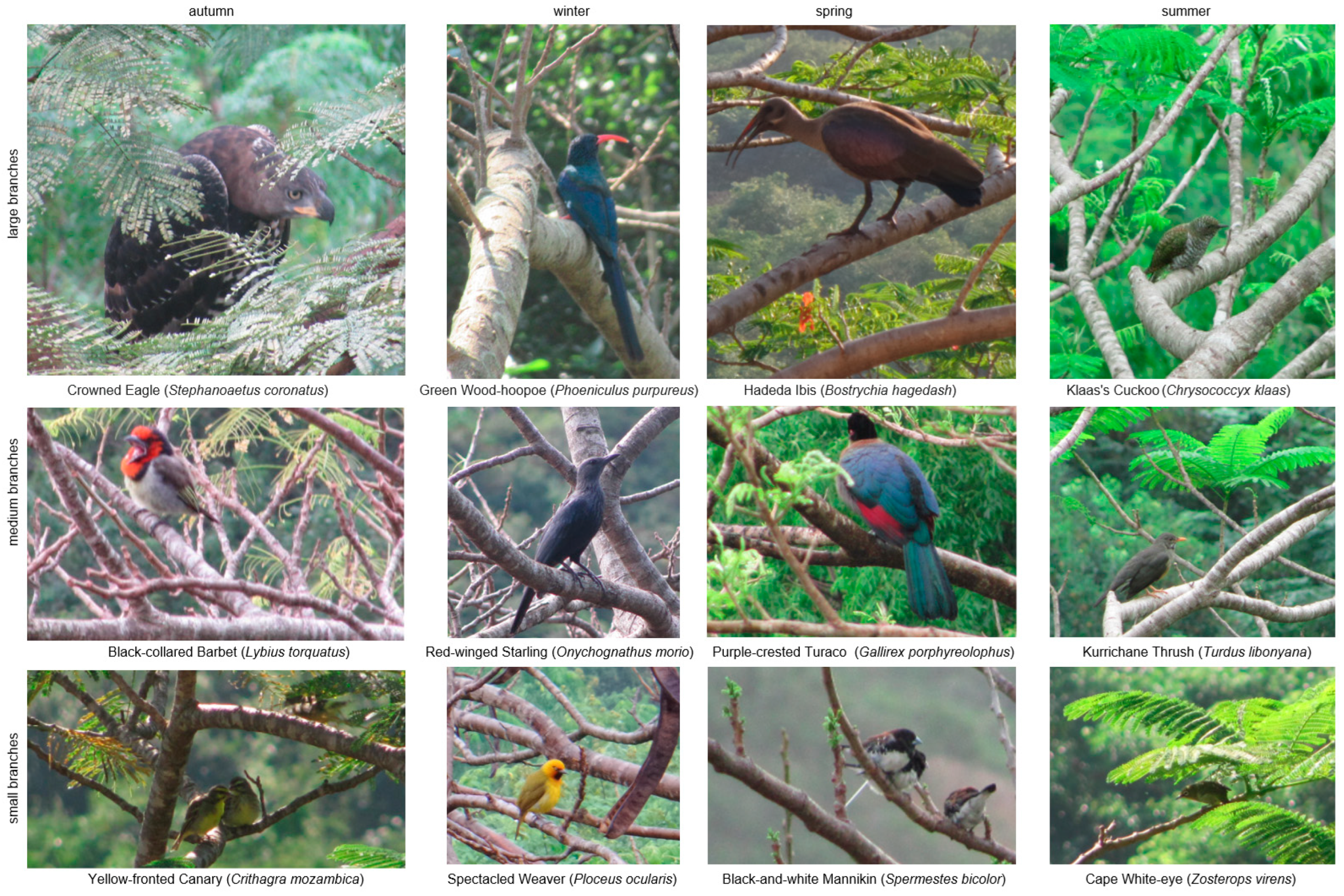 Birds 07 00016 g002