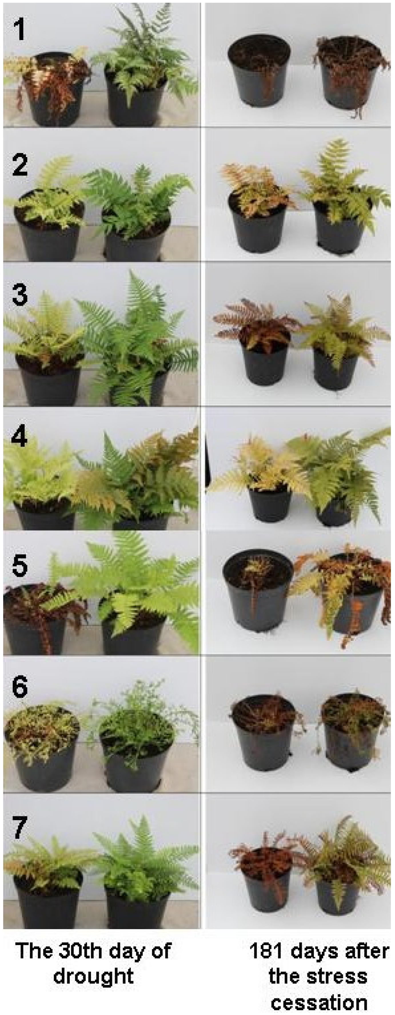 Blsf 03 00008 g001 550