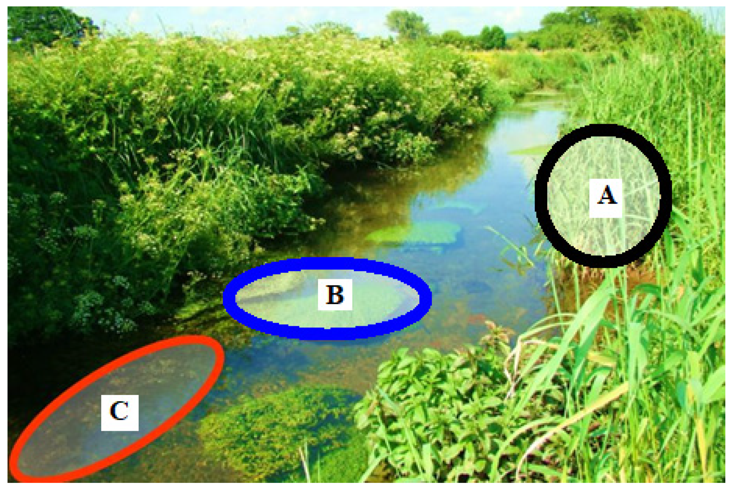 Blsf 03 00054 g002 550