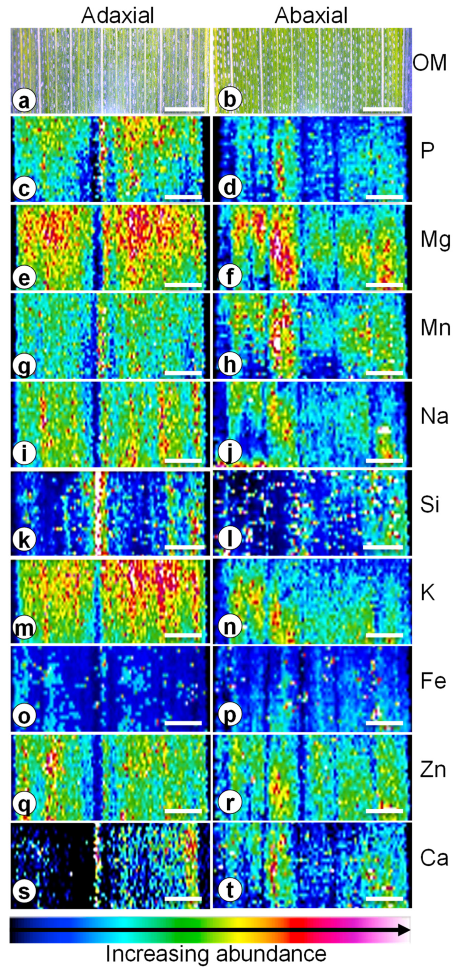 Blsf 03 00056 g001 550