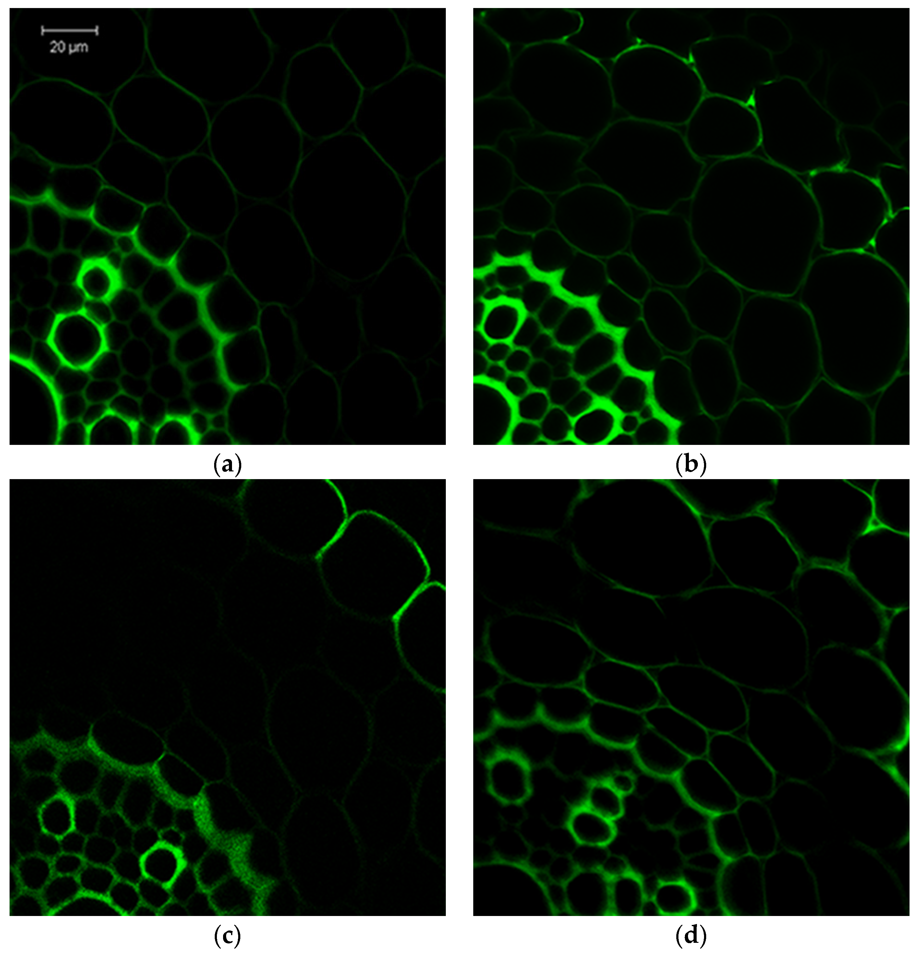 Blsf 04 00080 g002 550
