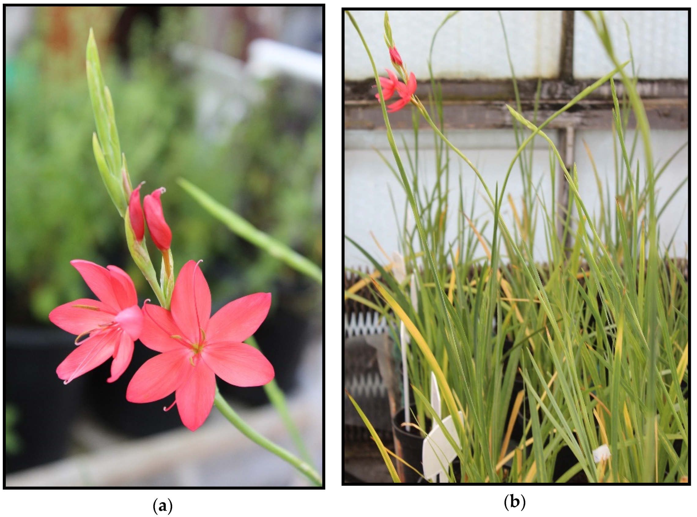 Blsf 04 00097 g001 Blsf 04 00097 g001