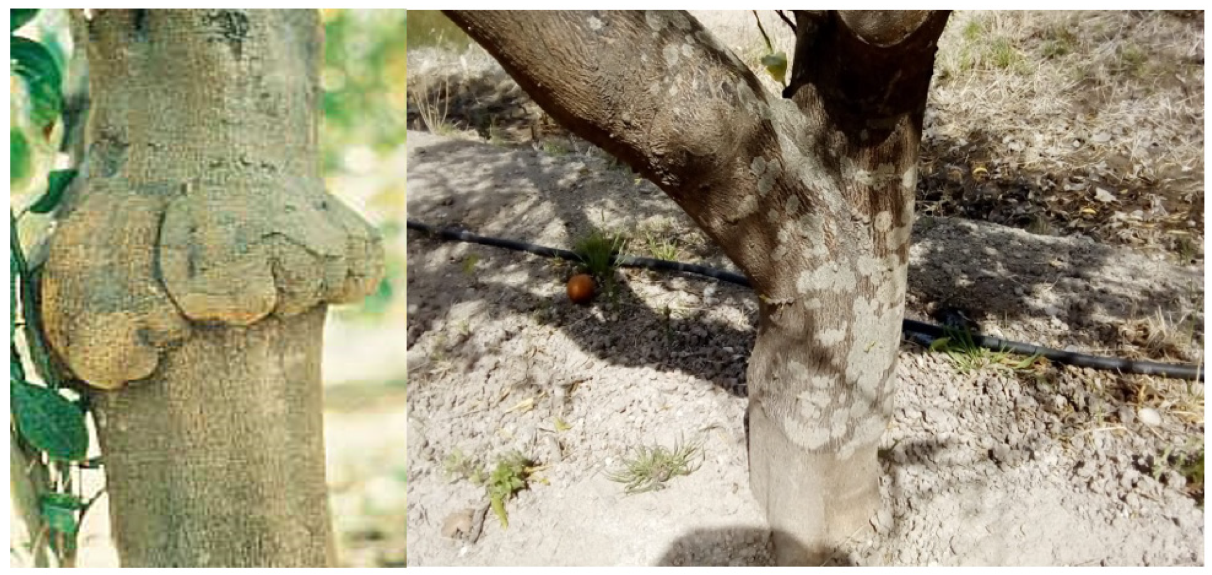 Blsf 11 00067 g001 550