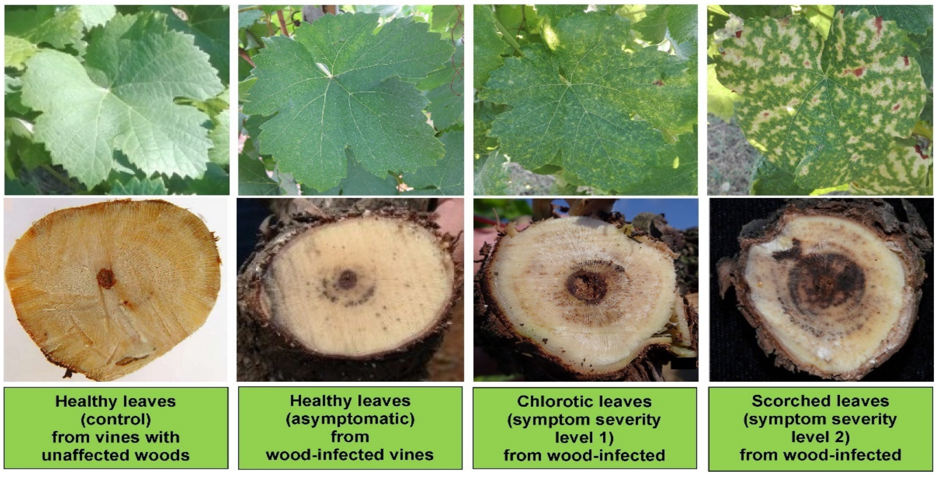 Blsf 11 00087 g001 550