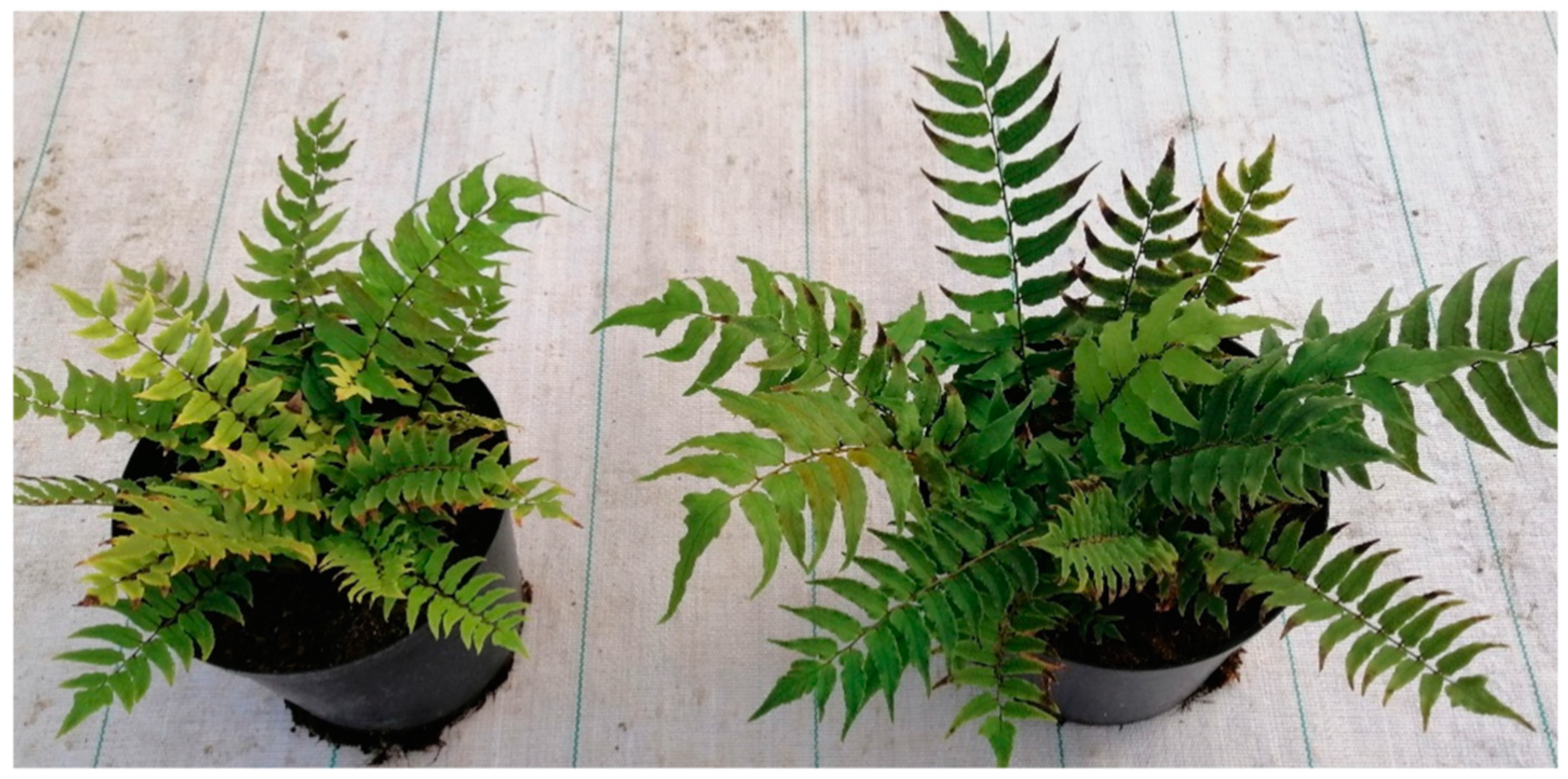 Blsf 11 00088 g001 550