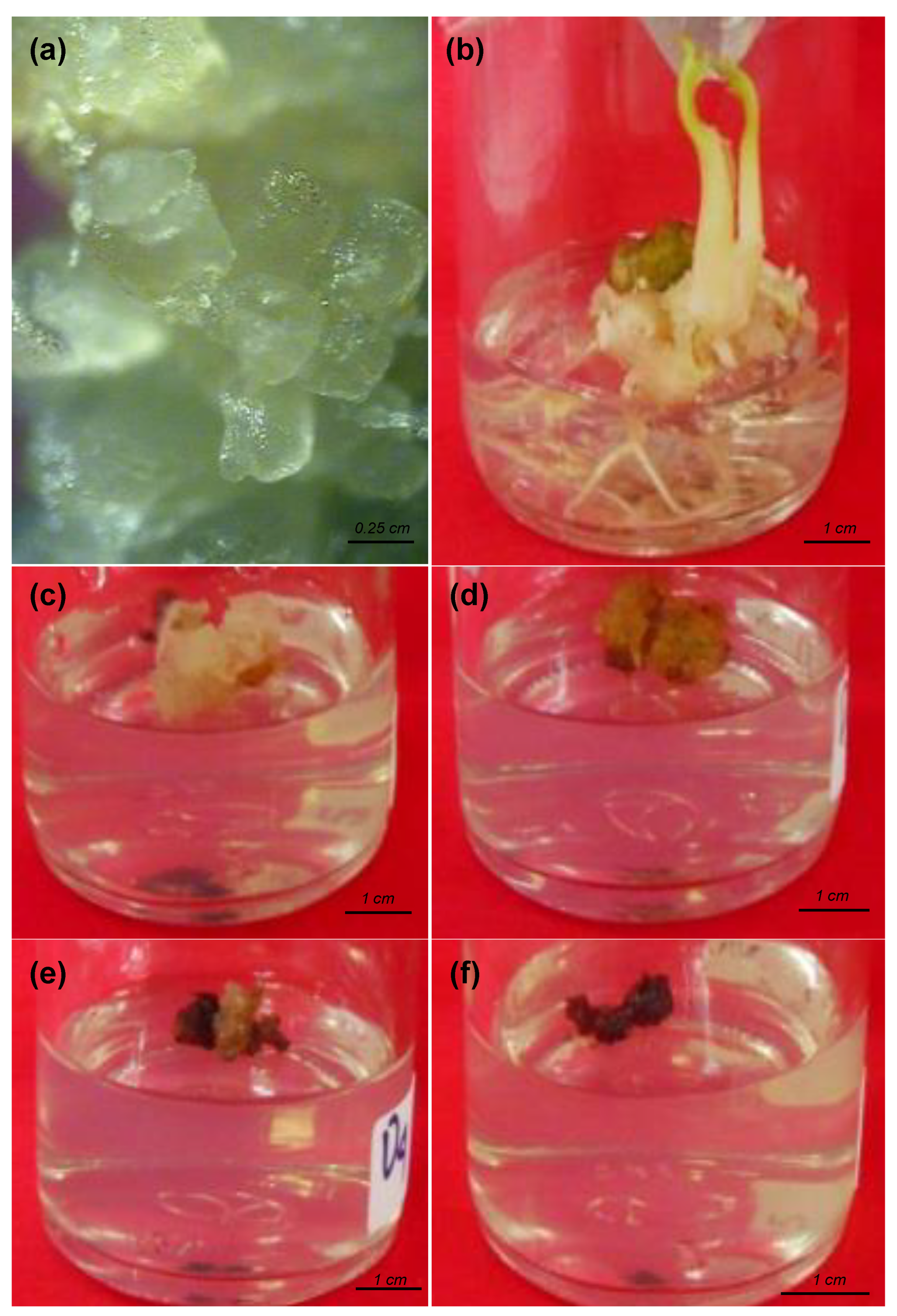 Blsf 11 00093 g001 Blsf 11 00093 g001