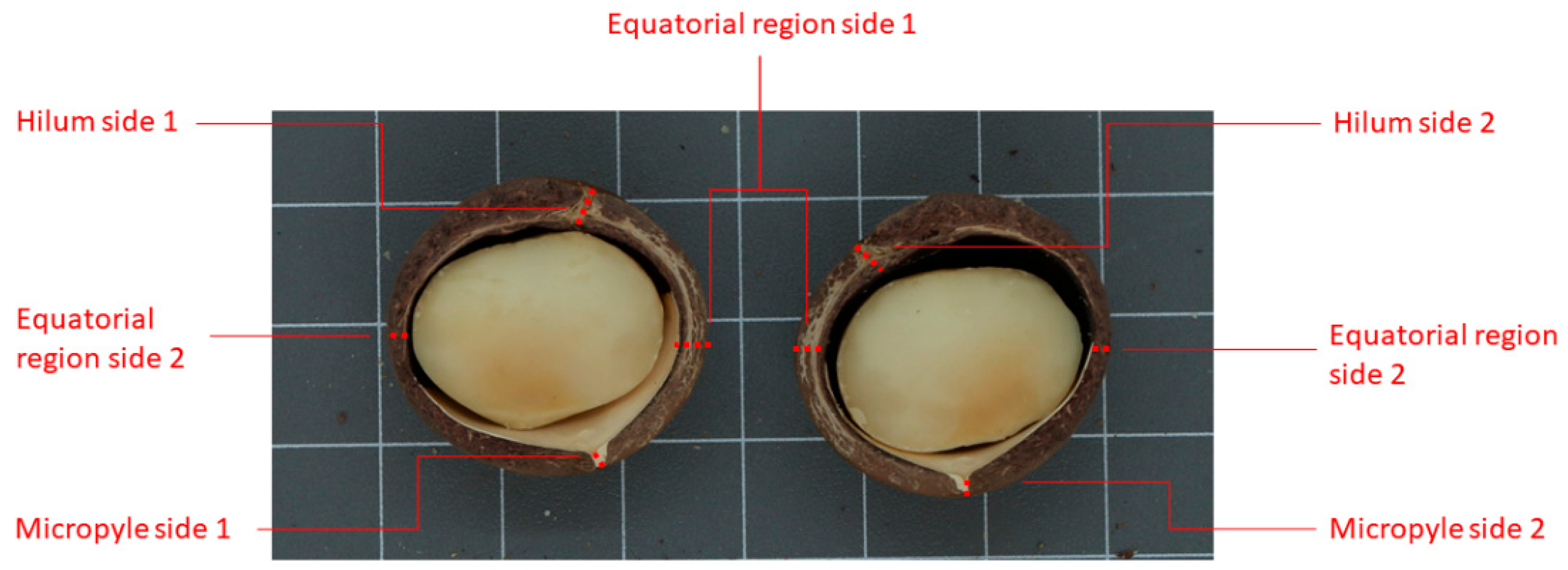 Image-Based Phenotyping of Shell Thickness Revealed Strong Association ...