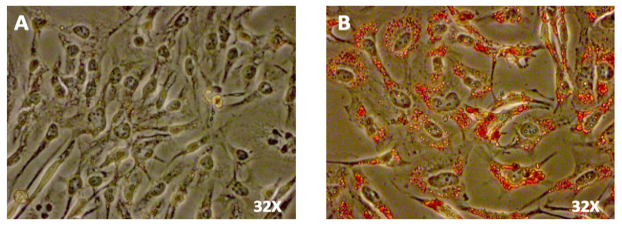 Blsf 12 00019 g001 Blsf 12 00019 g001