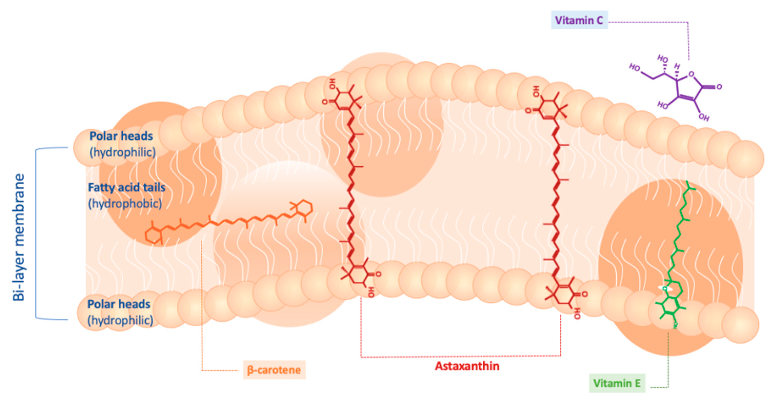 Blsf 12 00031 g002 550