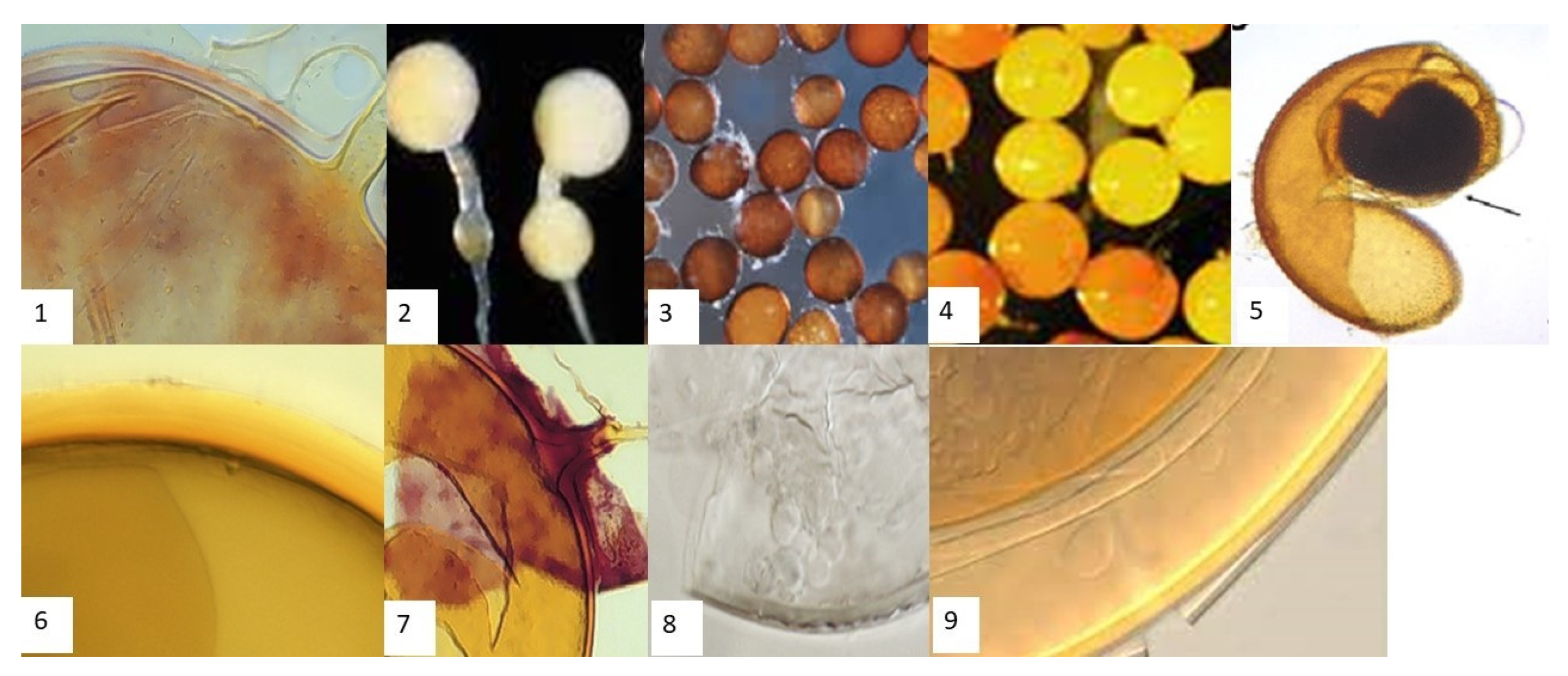 Blsf 15 00012 g002 550