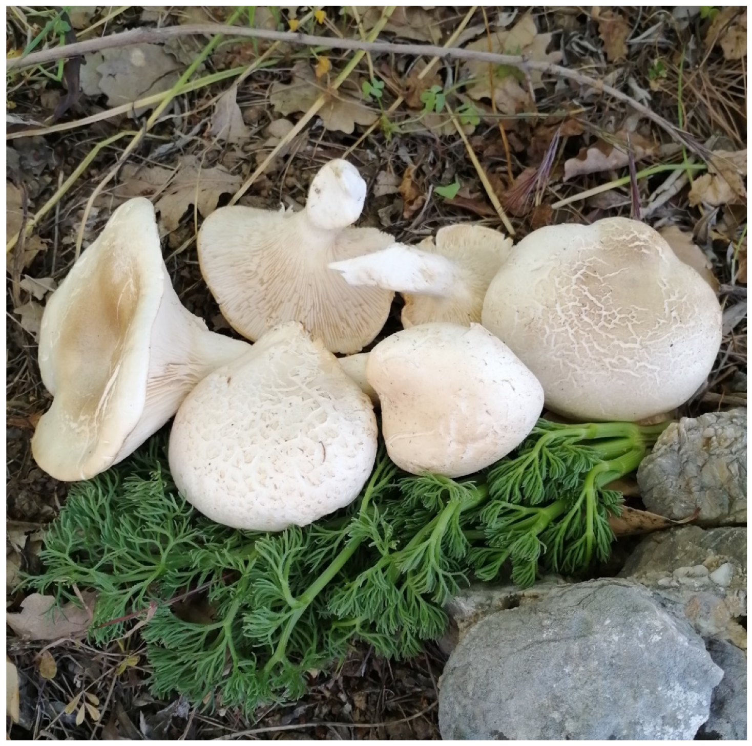 Blsf 15 00014 g001 550