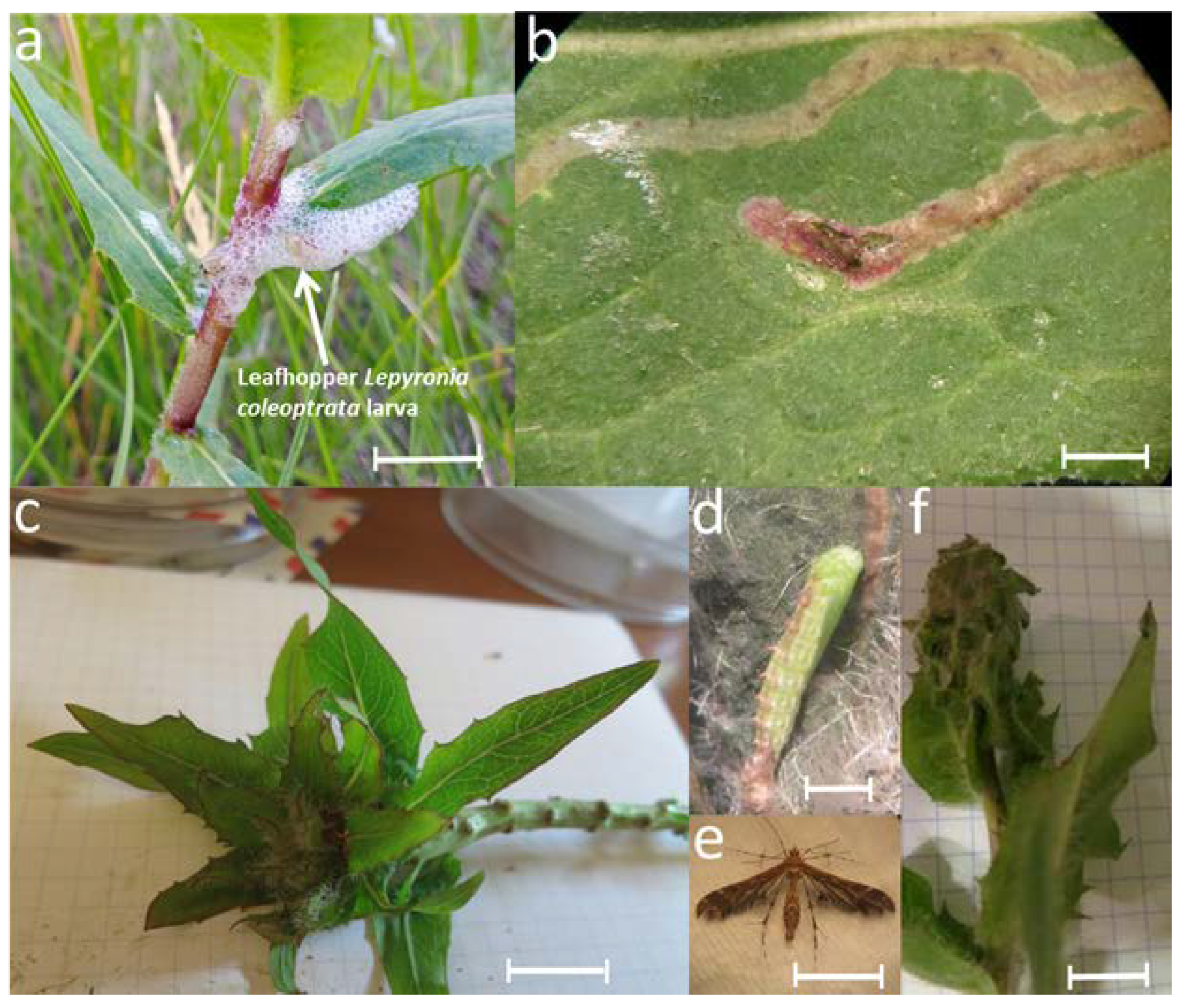 Blsf 15 00016 g001 550