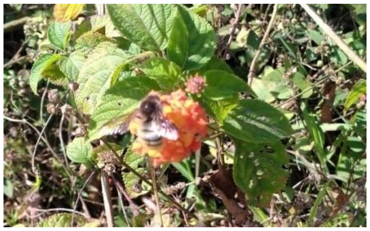 Blsf 15 00030 g001 550