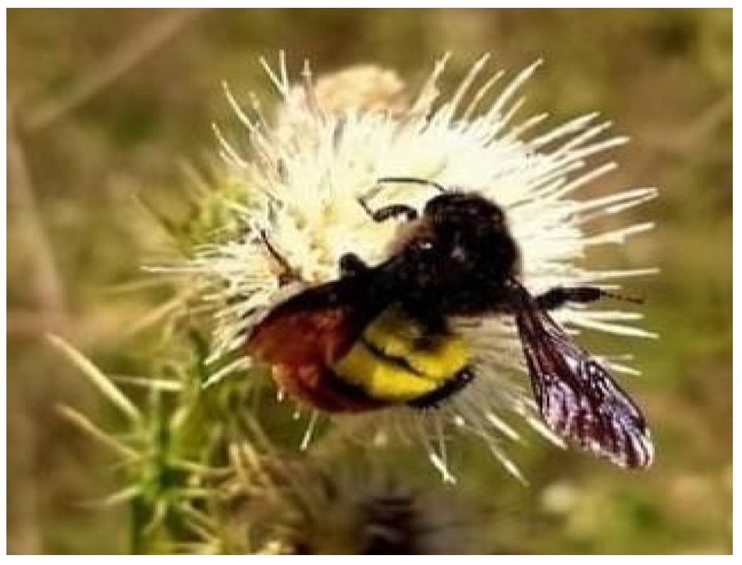 Blsf 15 00030 g002 550