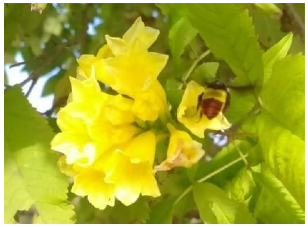 Blsf 15 00030 g003 550