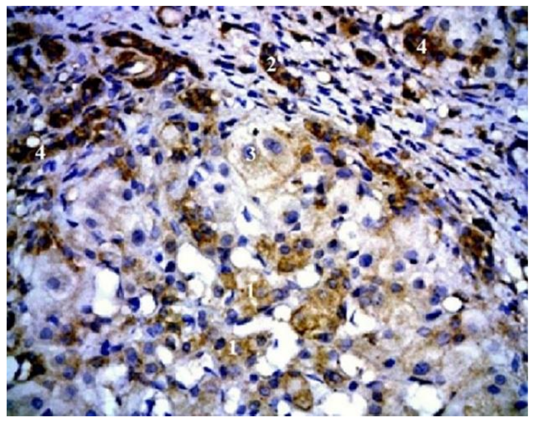 Blsf 22 00008 g002 550