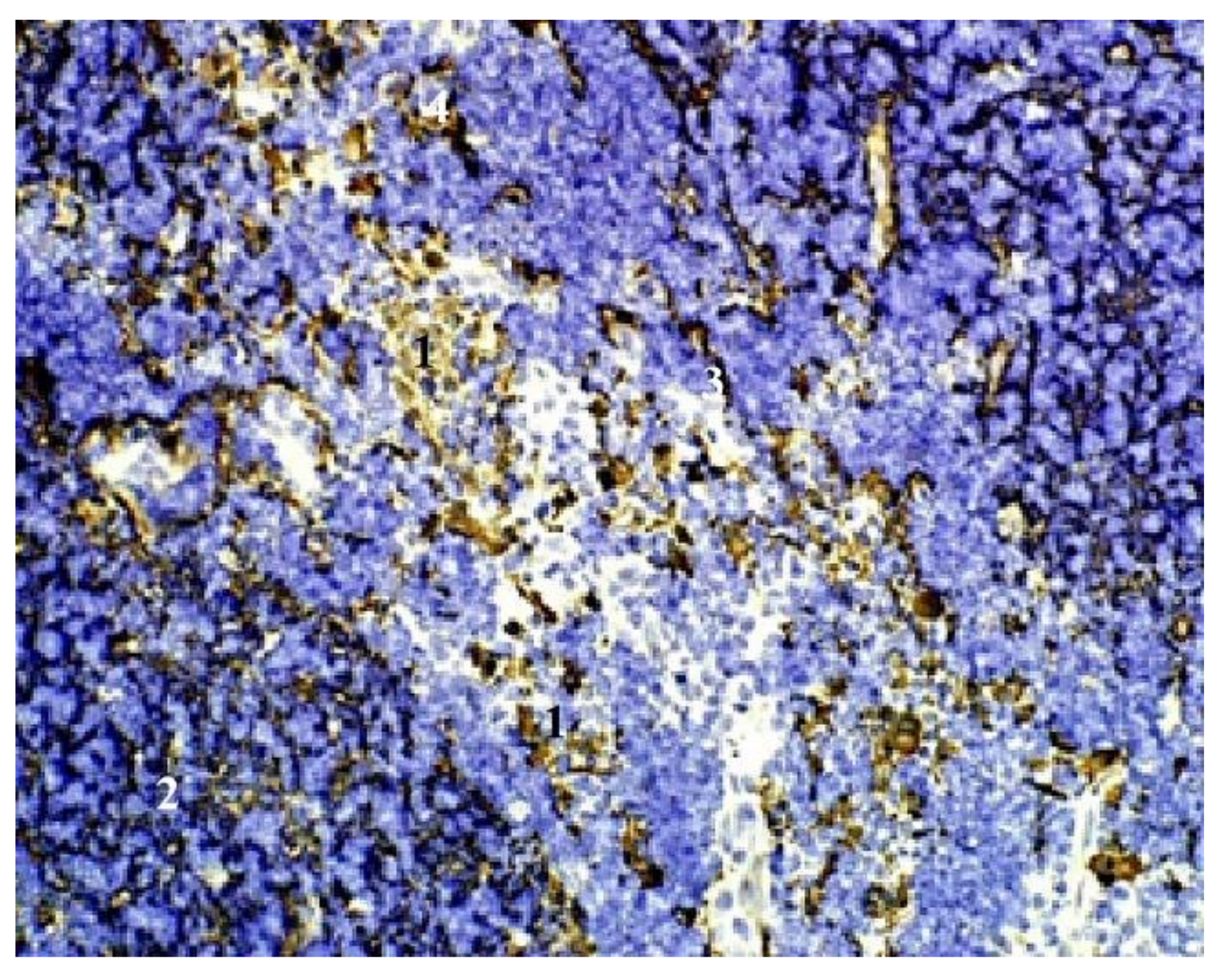 Blsf 22 00008 g003 550