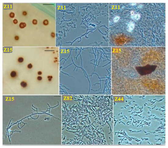 Identification and Characterization of Potential Chalky Soil Plant