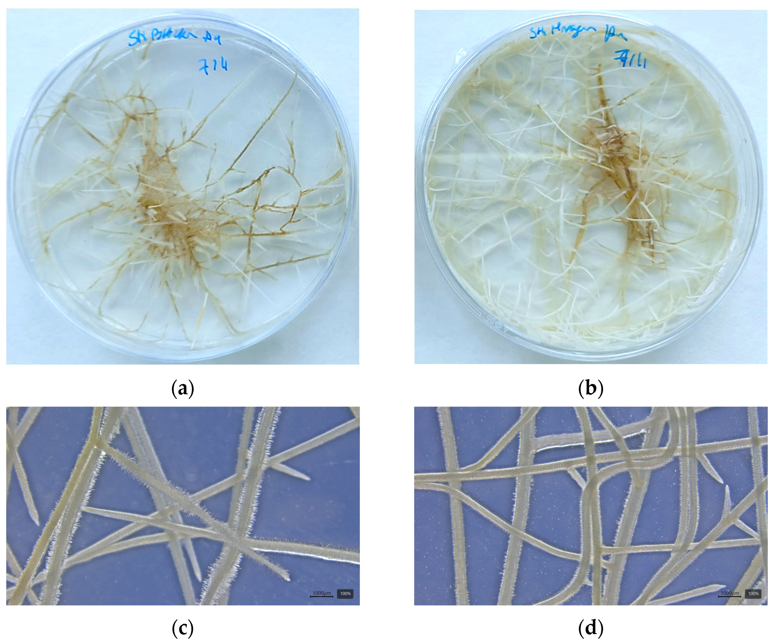 Blsf 41 00013 g001 Blsf 41 00013 g001