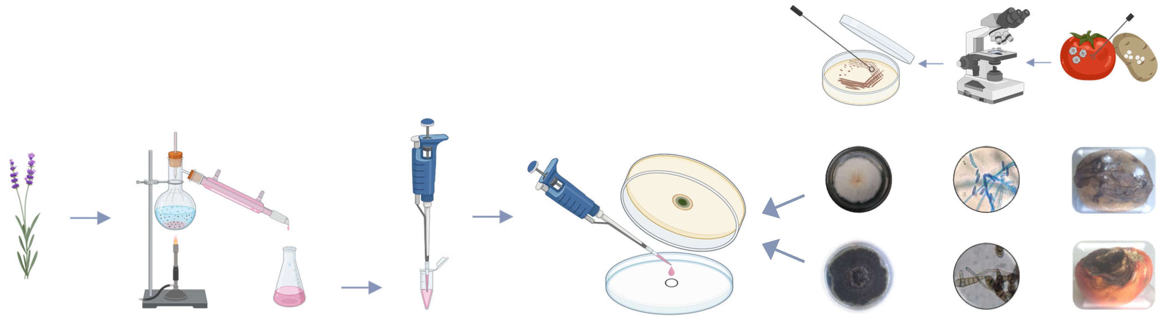 Blsf 54 00001 sch001