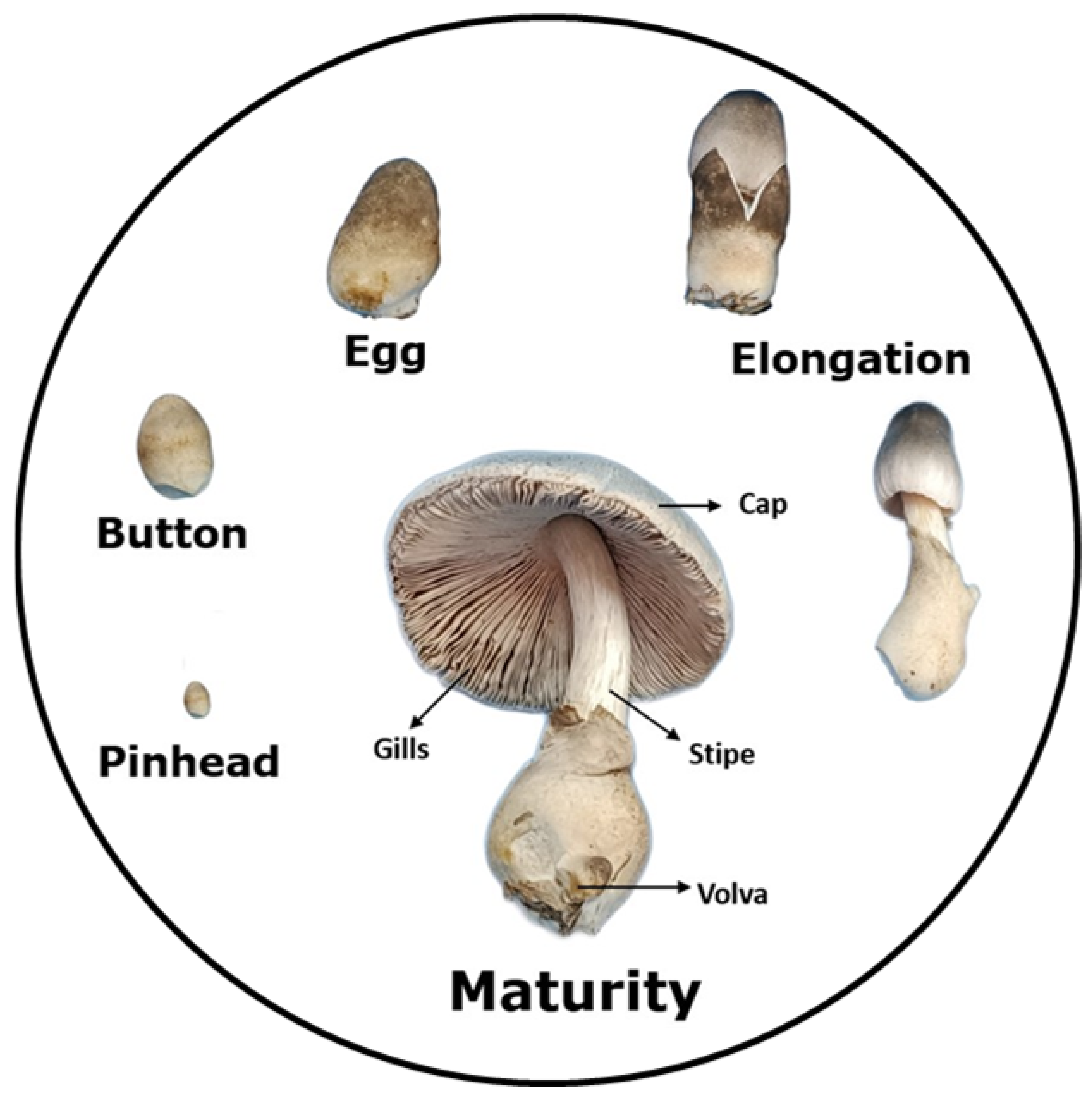 Blsf 54 00014 g002 Blsf 54 00014 g002
