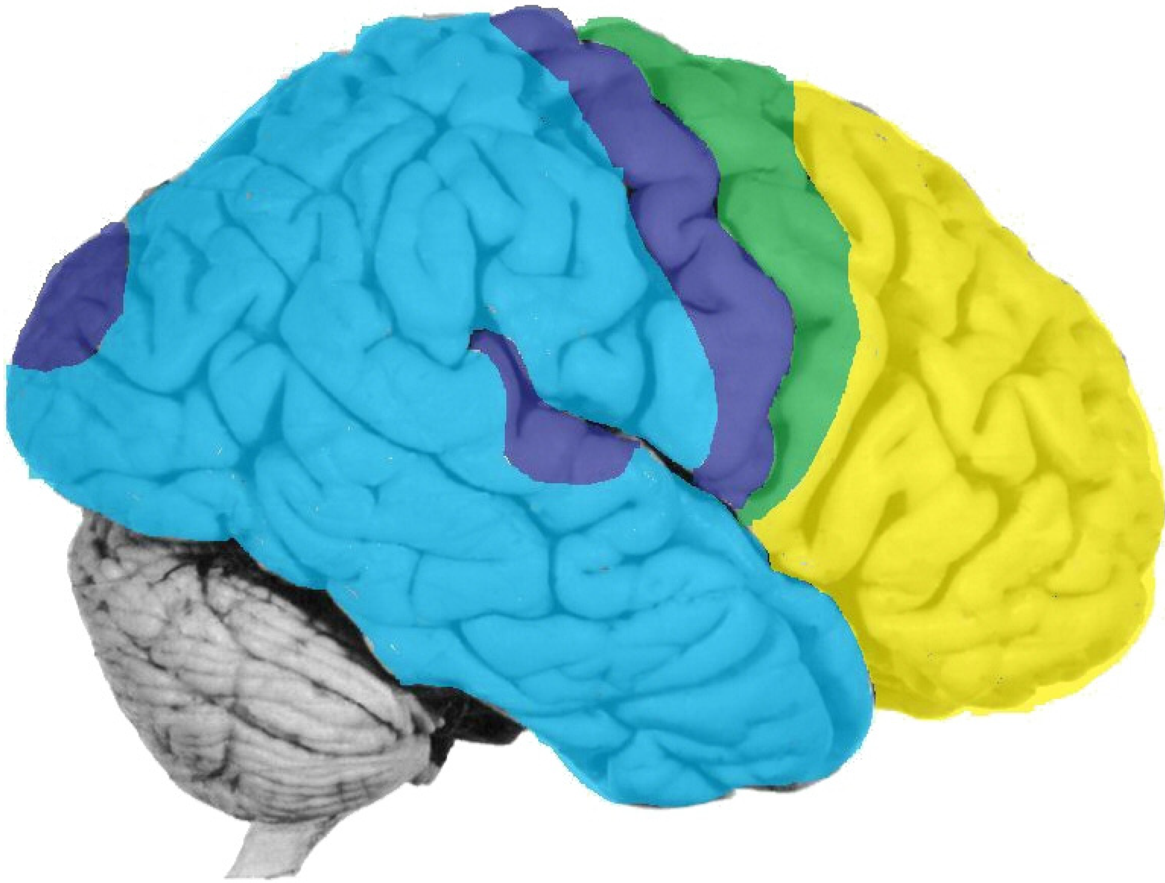 Brainsci 02 00147 g004