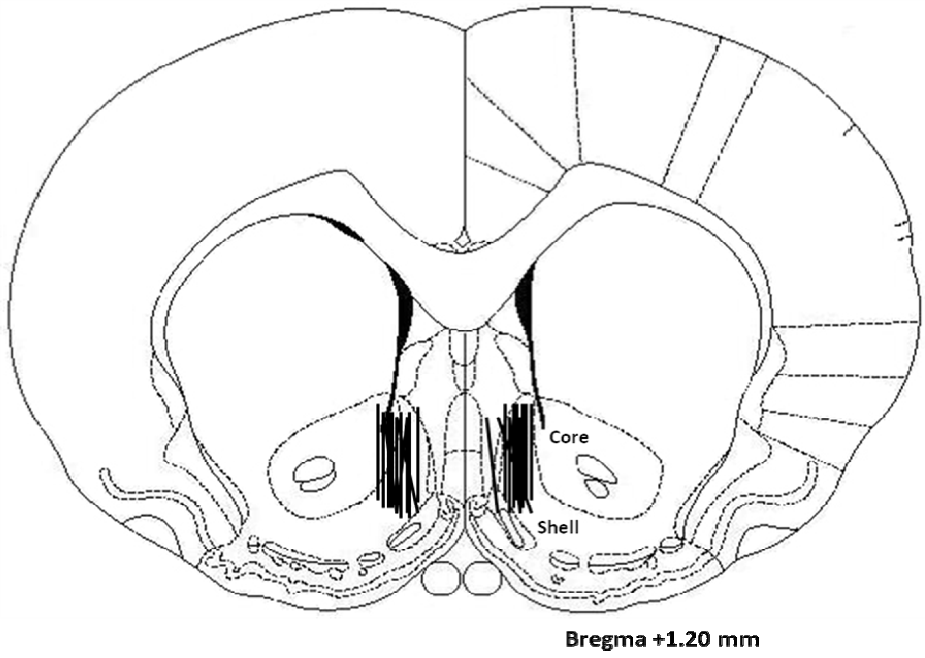 Brainsci 02 00242 g003