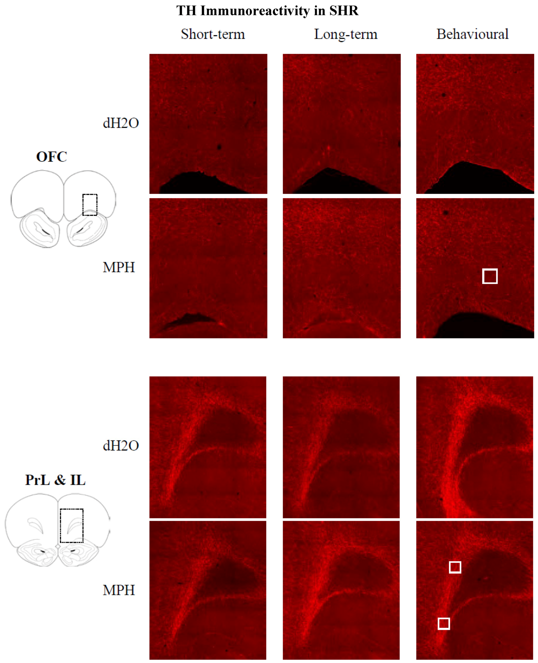 Brainsci 02 00375 g010