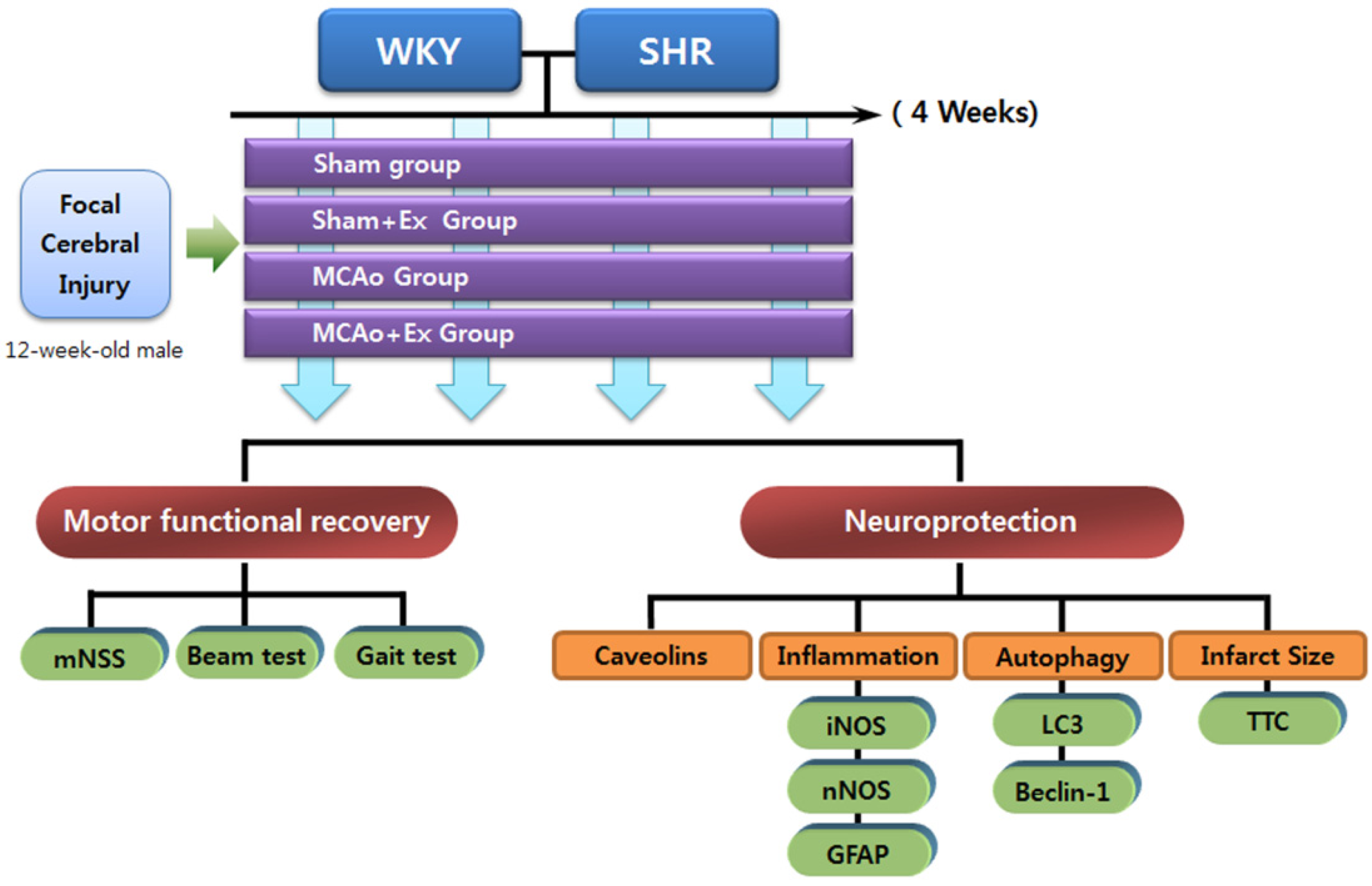 Brainsci 02 00483 g006