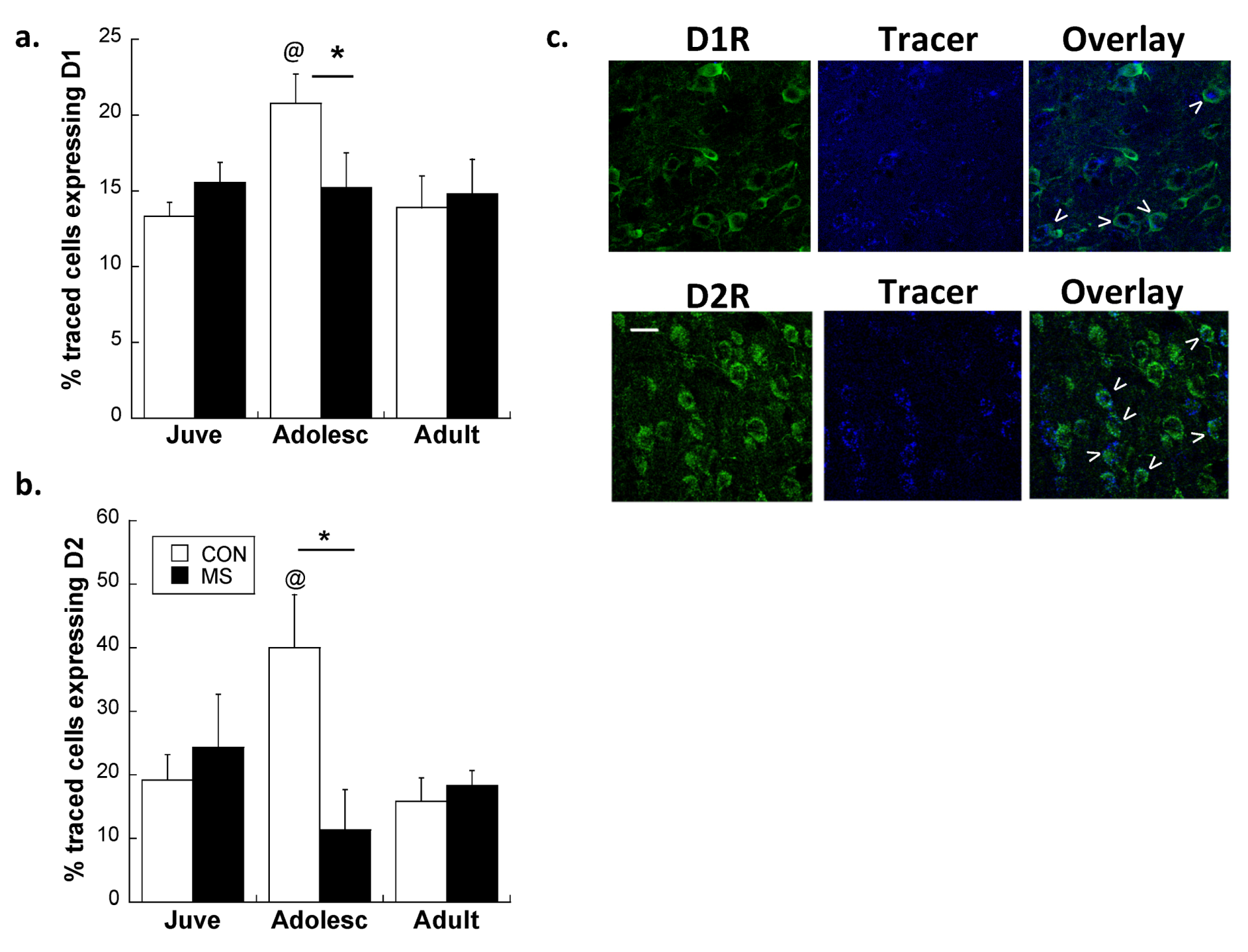 Brainsci 03 00143 g005