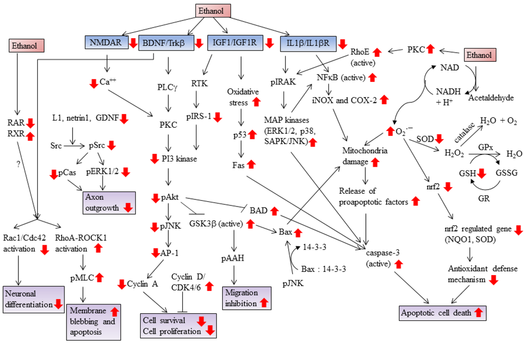 Brain Sciences, Free Full-Text