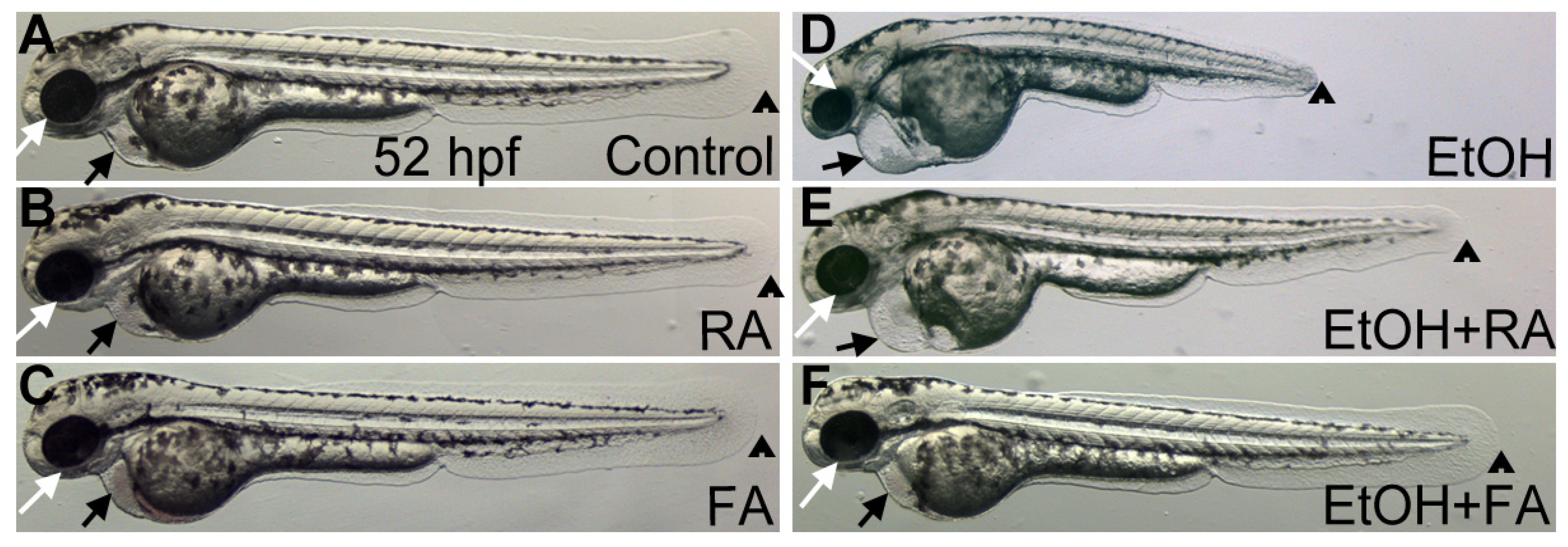Brainsci 03 00964 g003