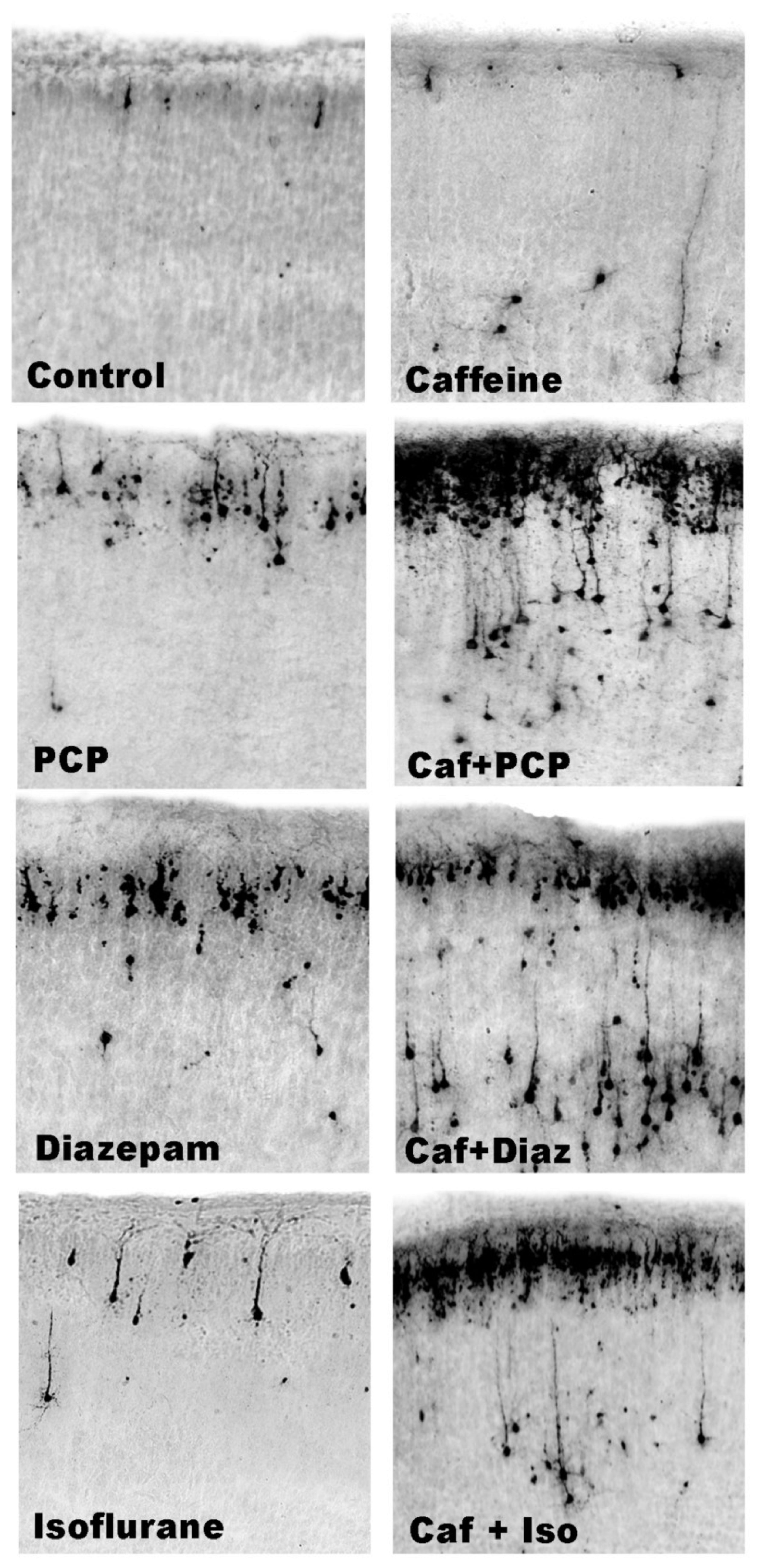 Brainsci 03 01128 g006 1024