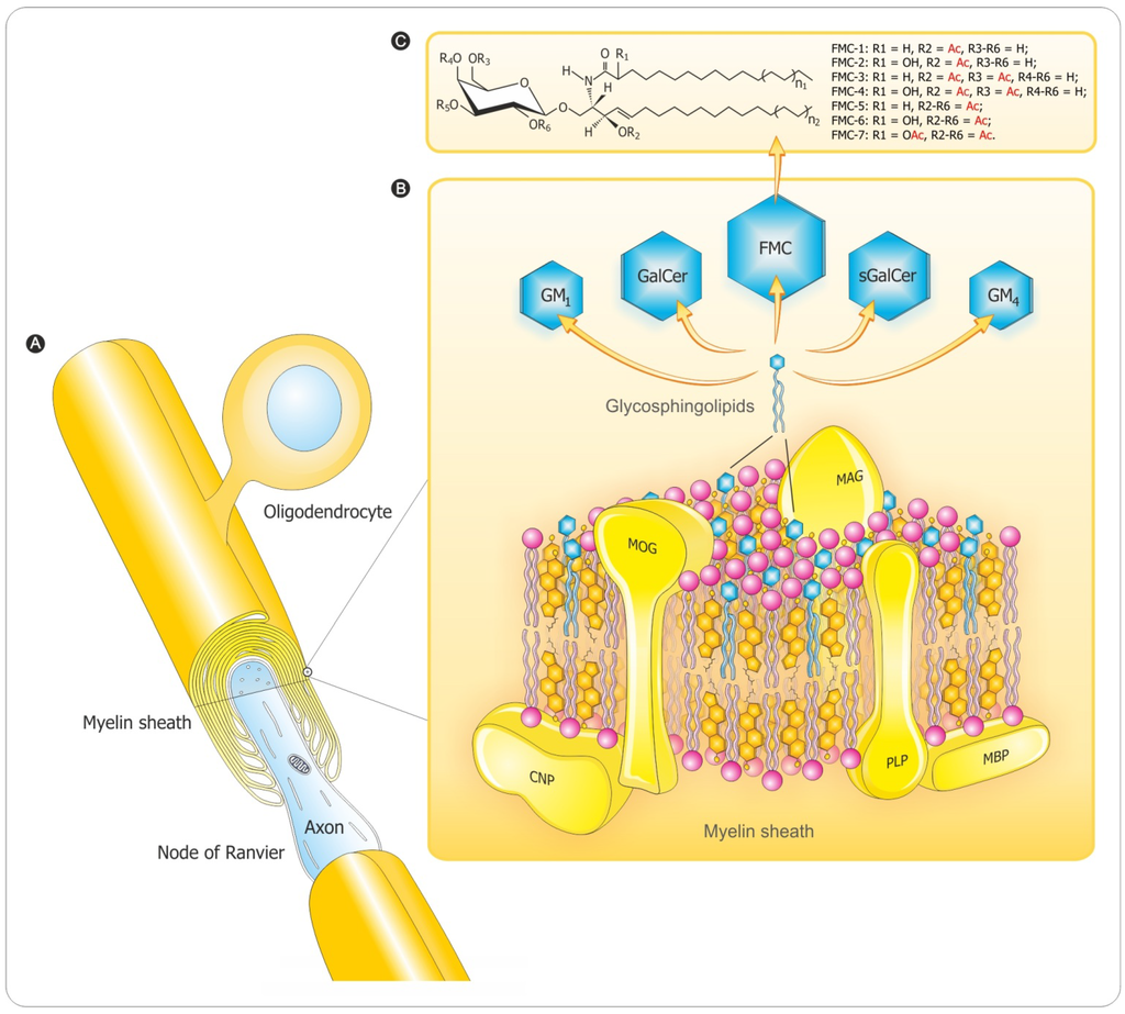 Brain Sciences | Free Full-Text | Myelin Recovery in Multiple Sclerosis