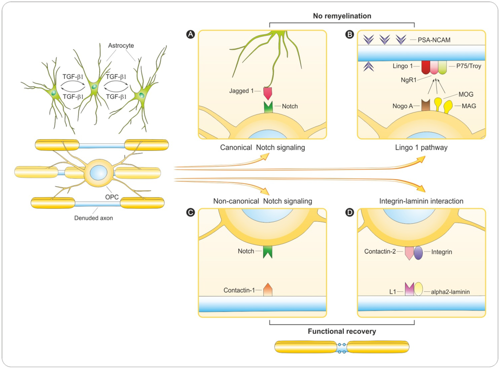 Brain Sciences, Free Full-Text