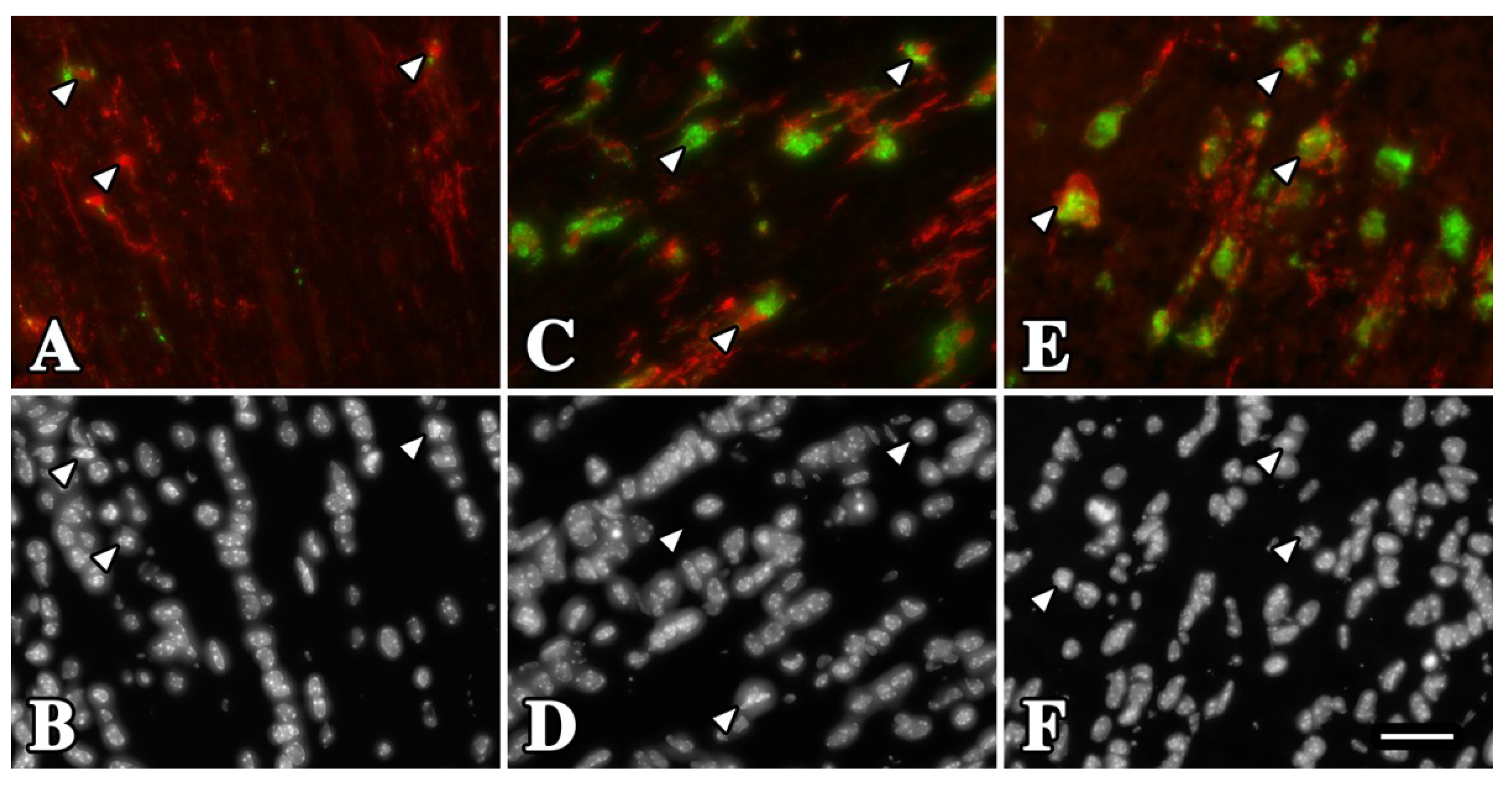 Brainsci 03 01417 g004