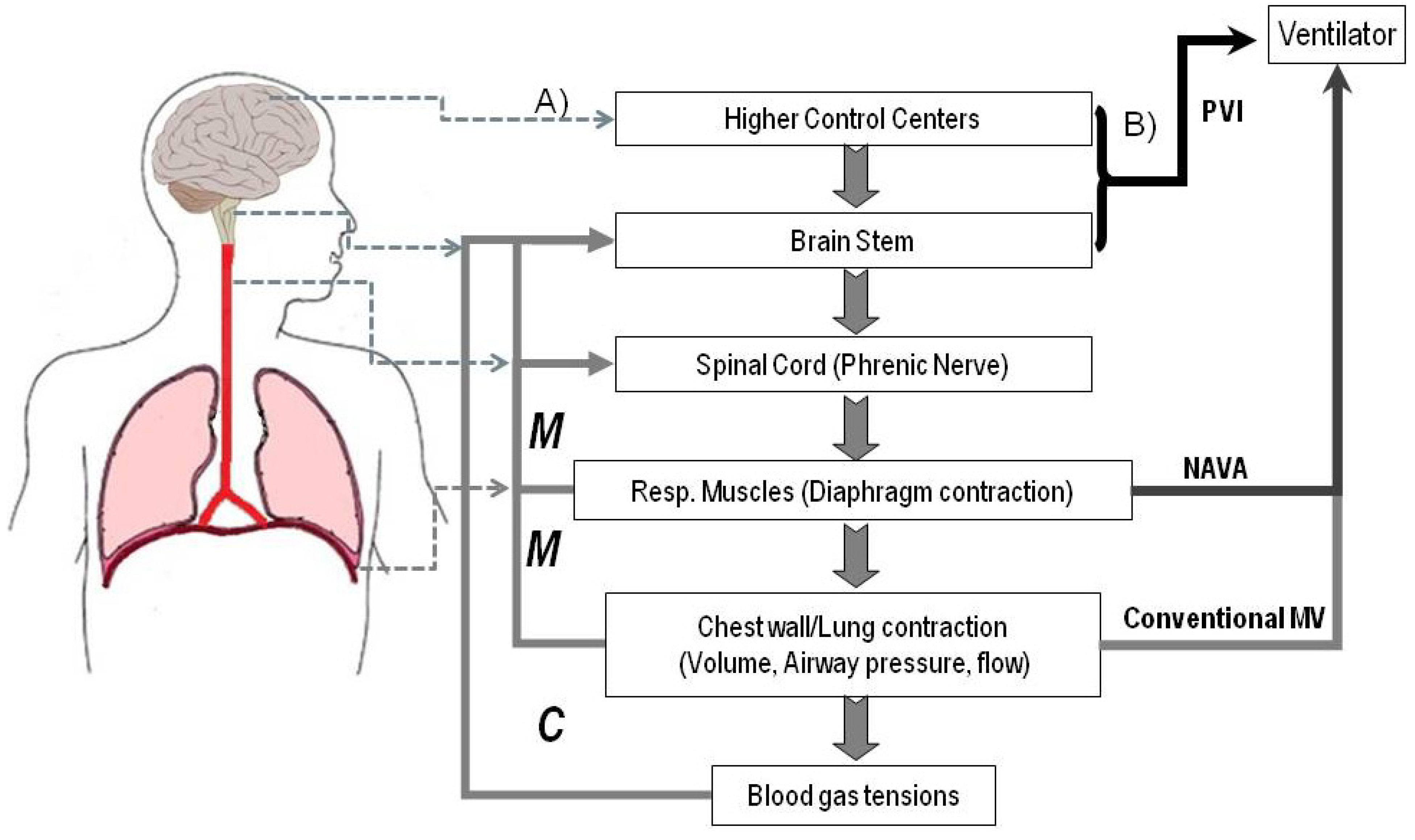 Brain Sciences Free FullText Patient Machine Interface for the