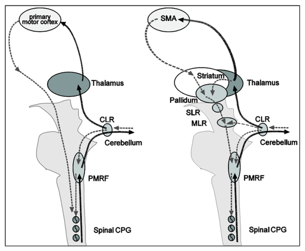 Brainsci 04 00001 g007 1024