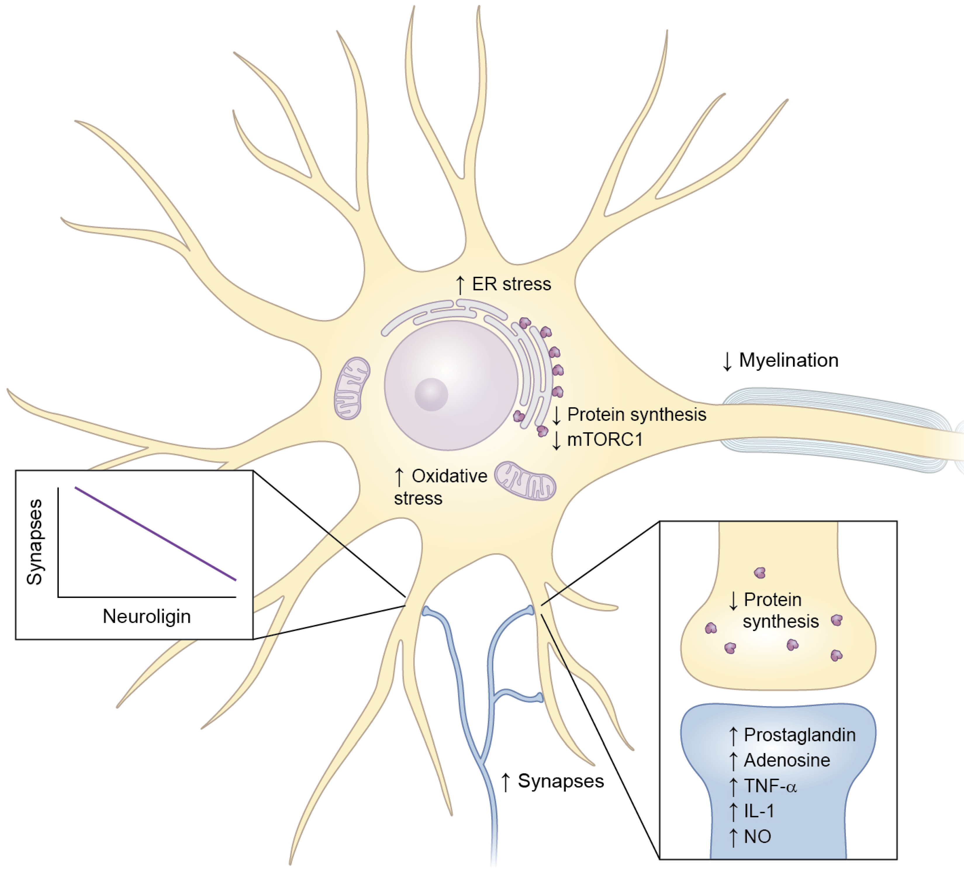 Frontiers  Cellular and Molecular Mechanisms of REM Sleep Homeostatic  Drive: A Plausible Component for Behavioral Plasticity