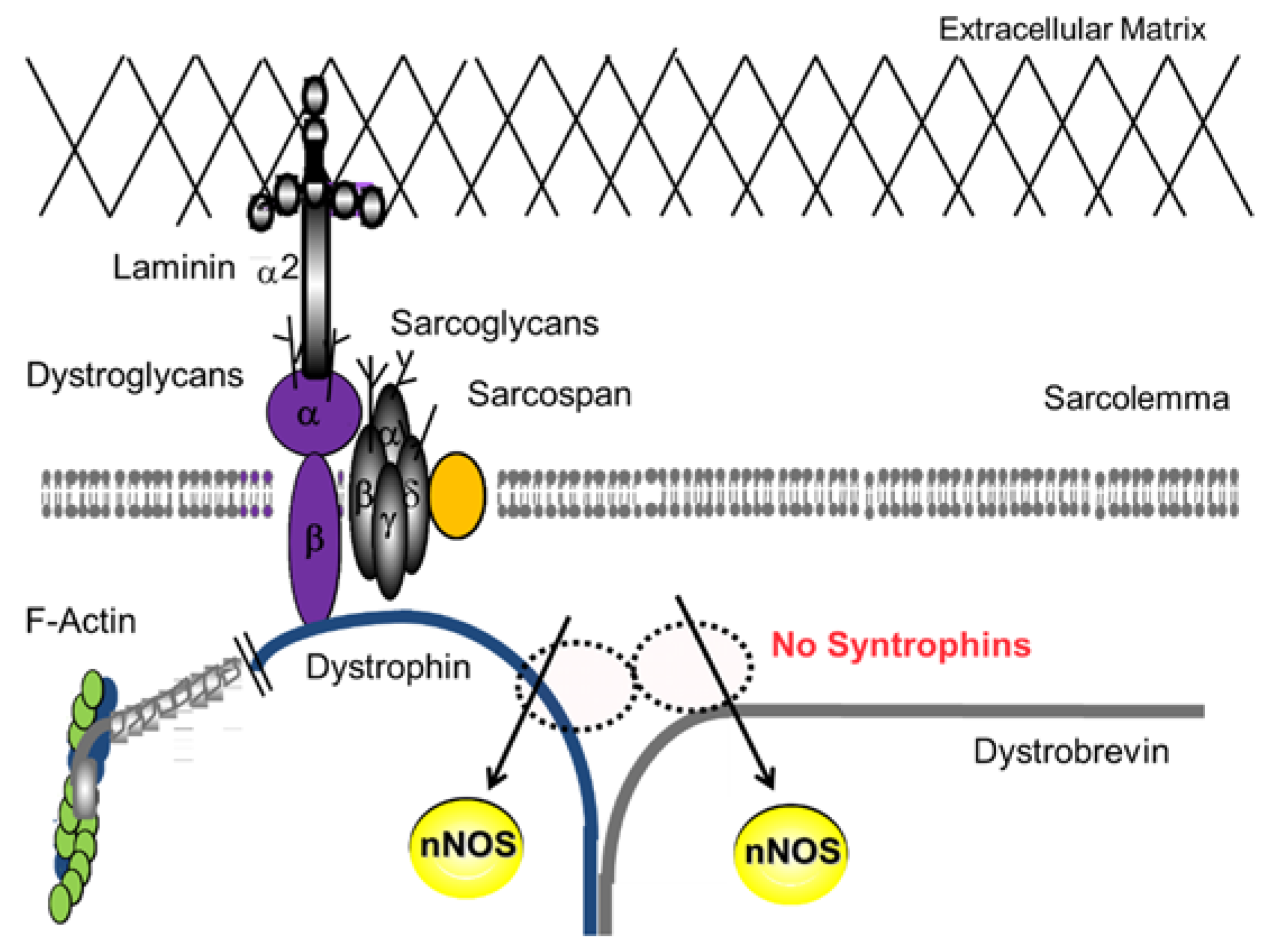 Brain Sciences | Free Full-Text | Nonmechanical Roles of Dystrophin and