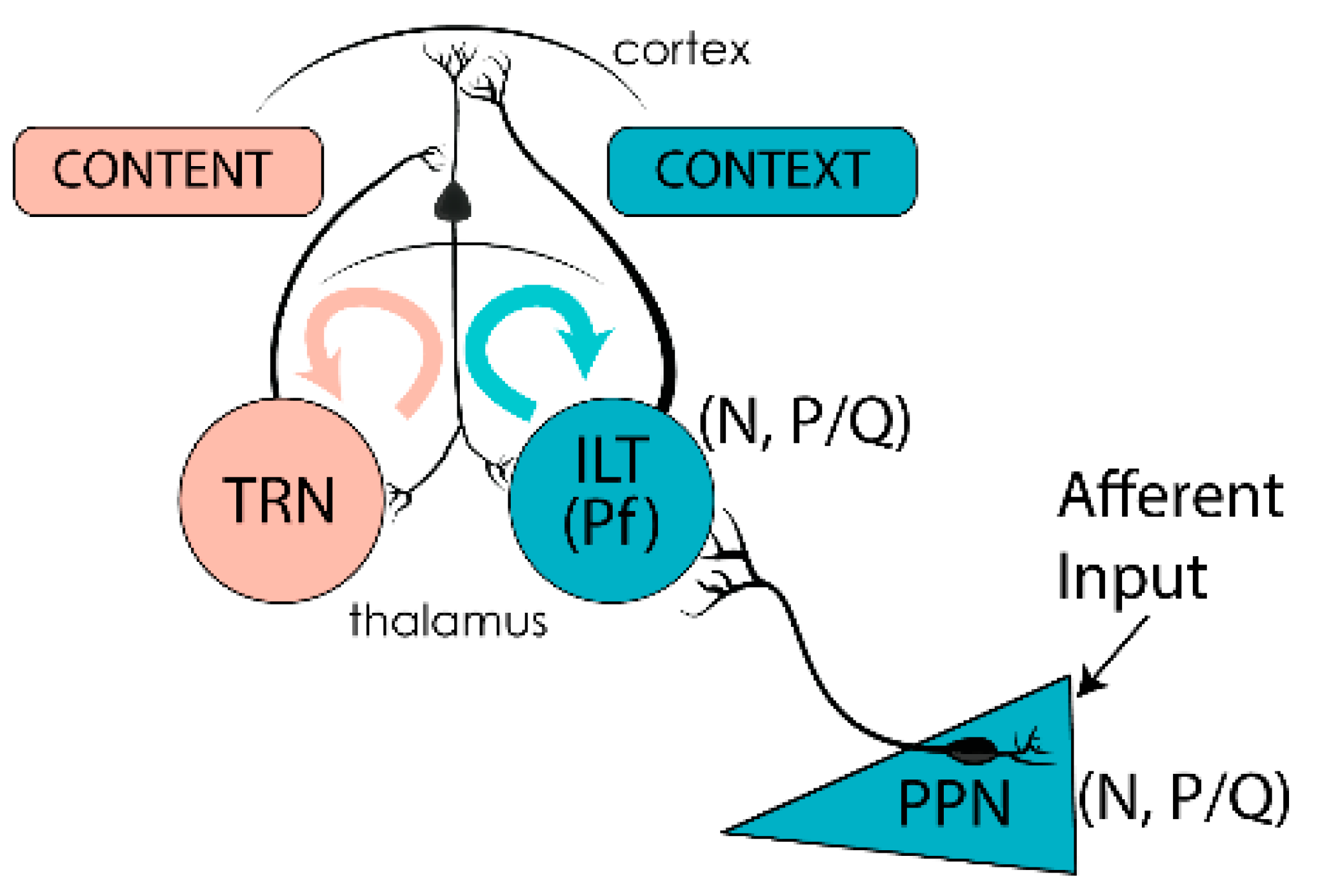 Brainsci 05 00546 g004