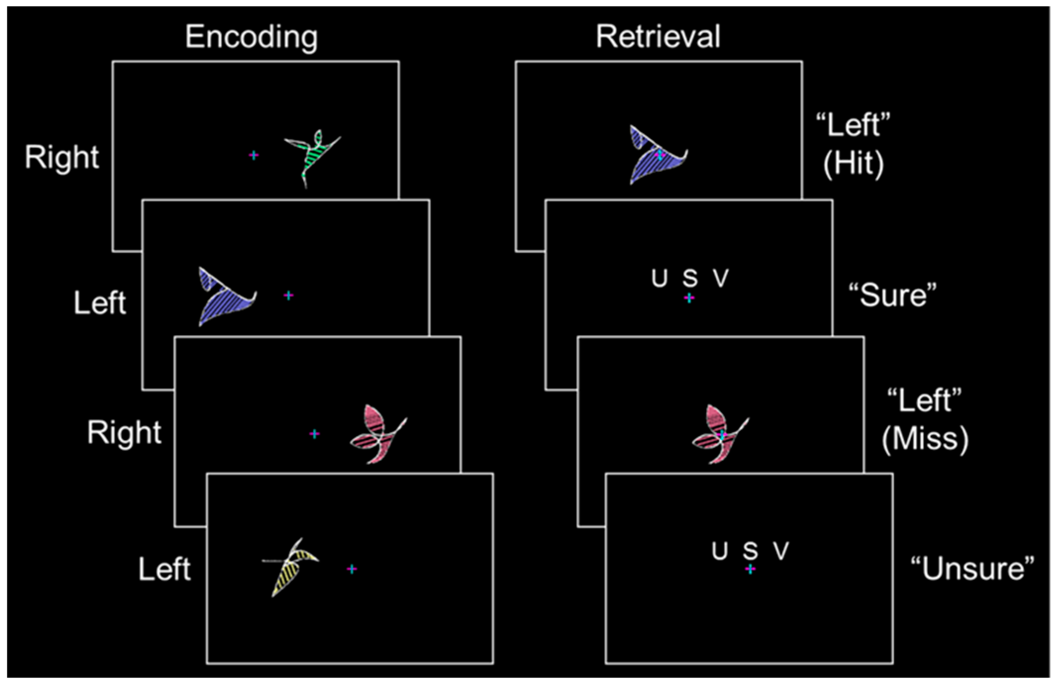 Brainsci 06 00037 g002 1024
