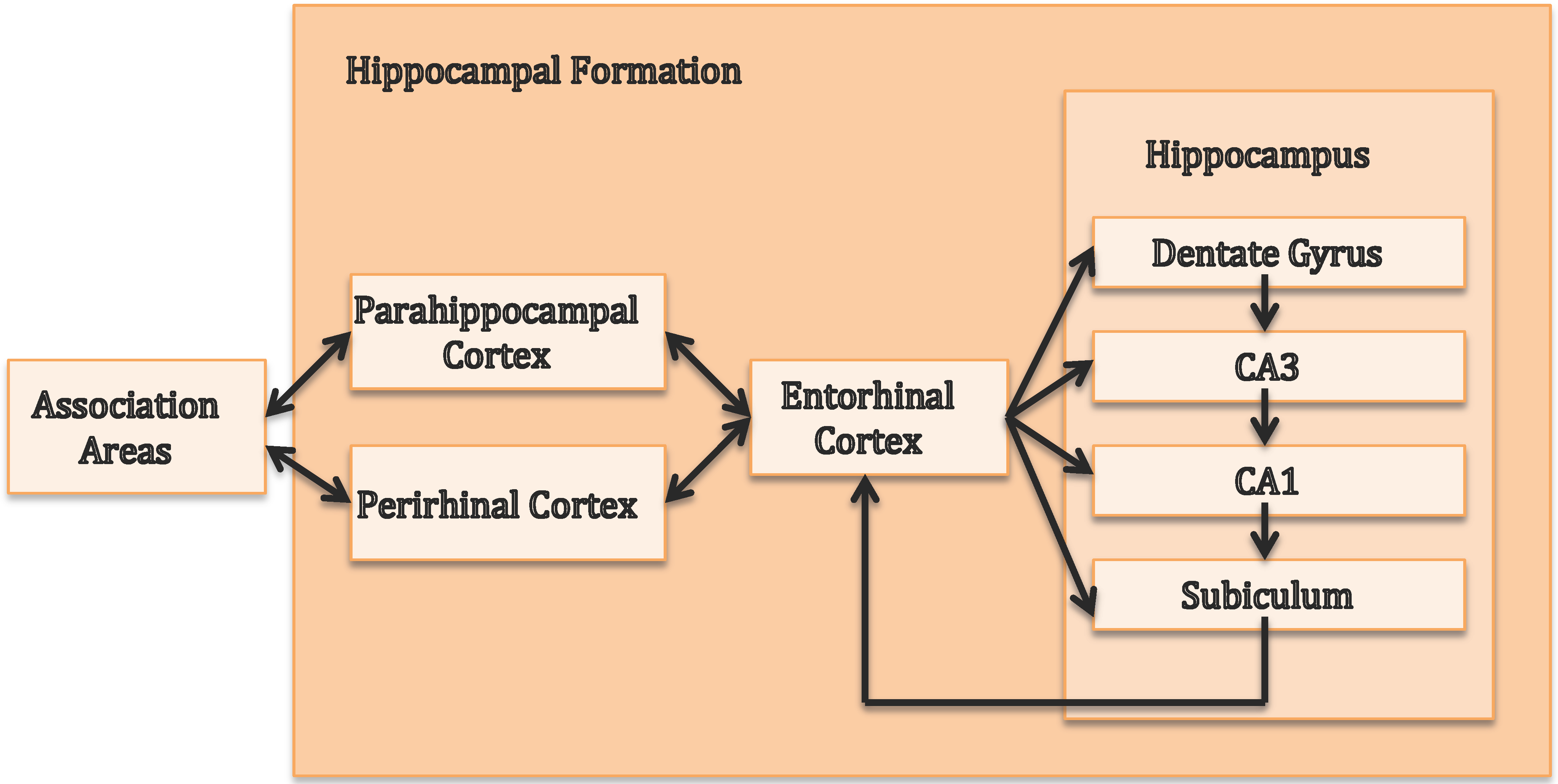 Dynamics of Visual Perceptual Decision-Making in Freely Behaving