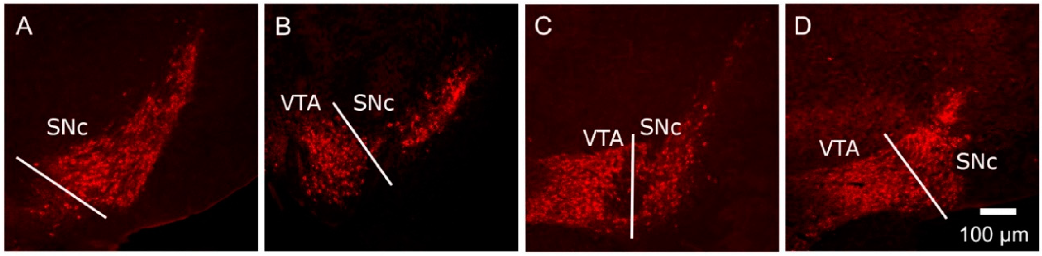 Brainsci 07 00005 g001