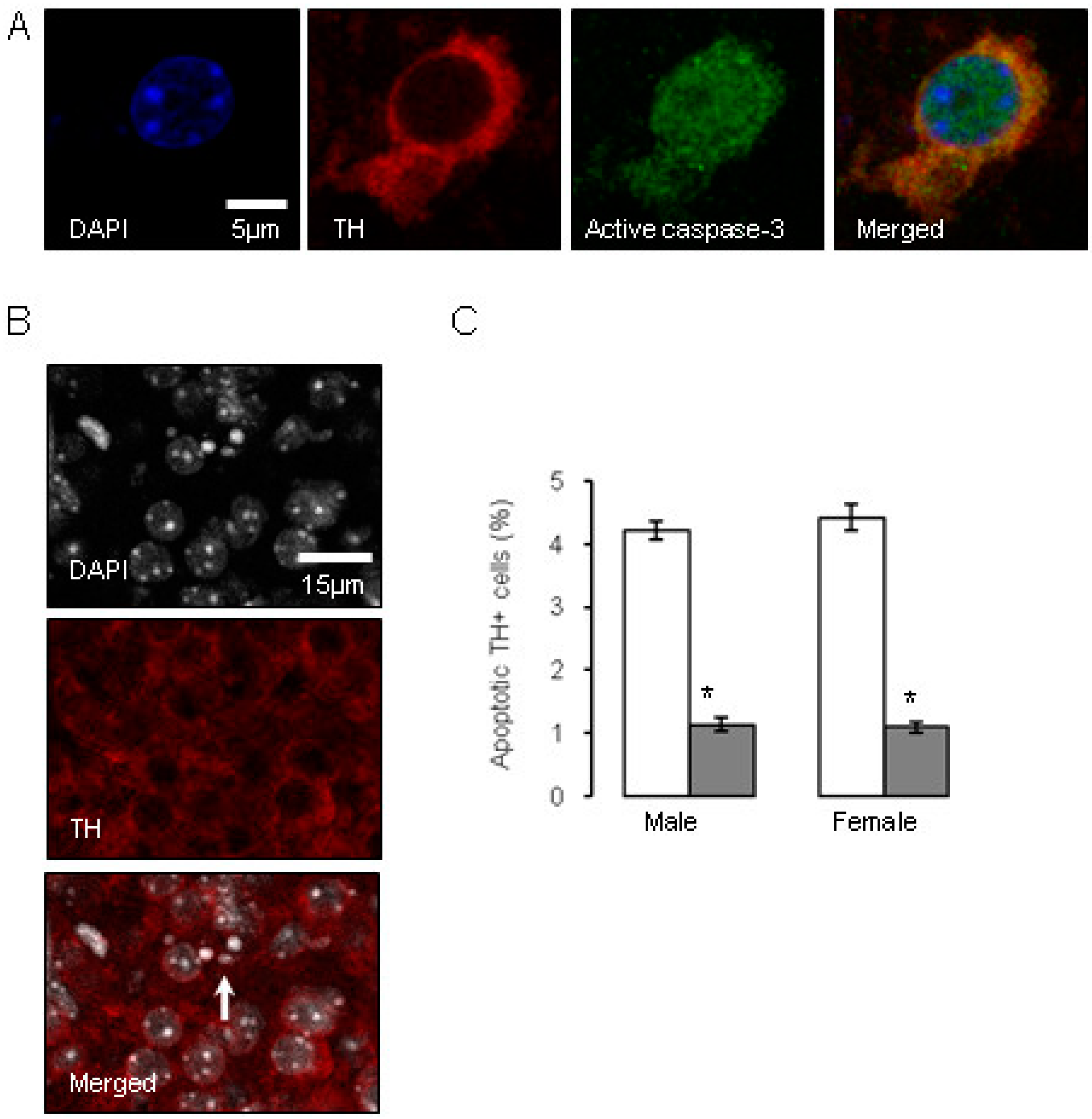 Brainsci 07 00005 g004