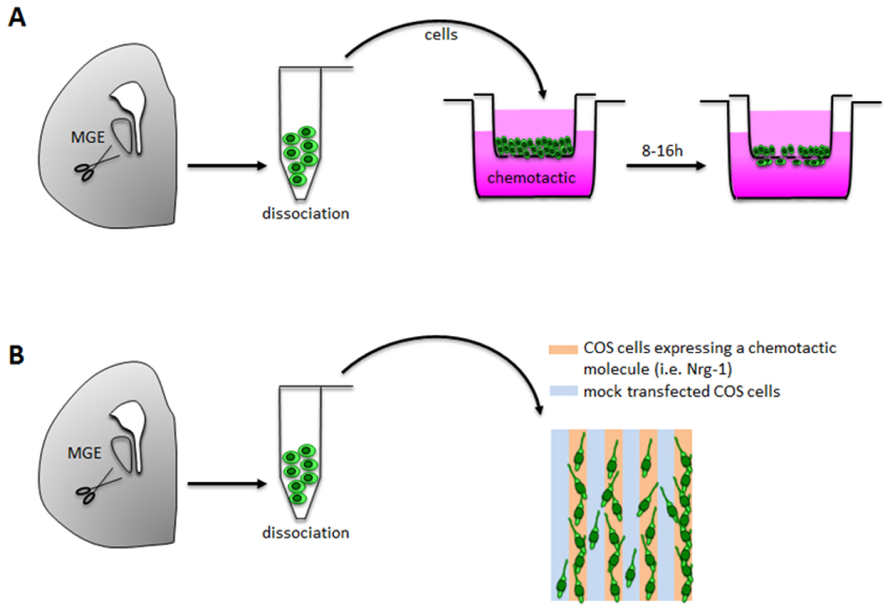 In vitro и in vivo