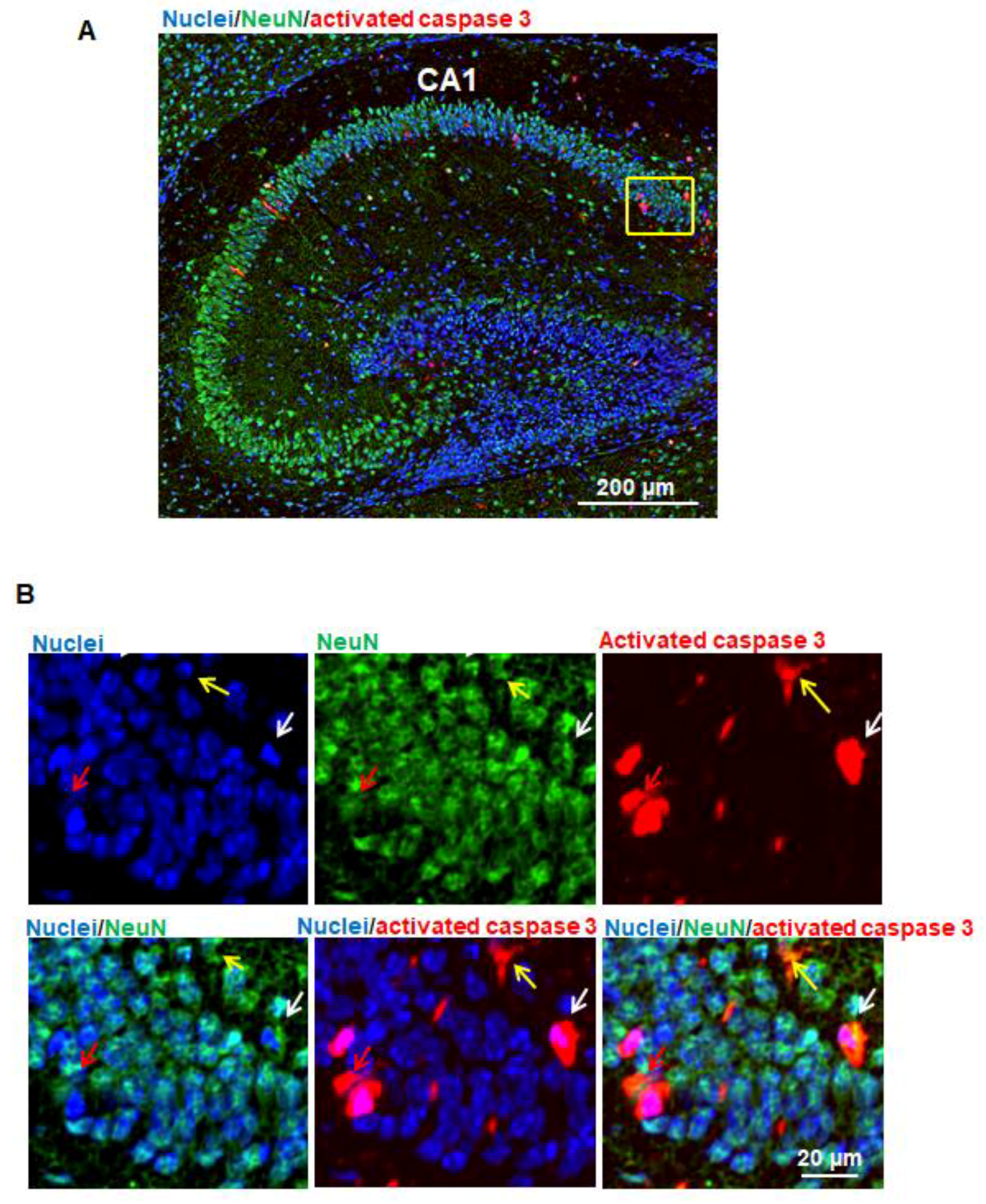 Brainsci 07 00130 g003 550